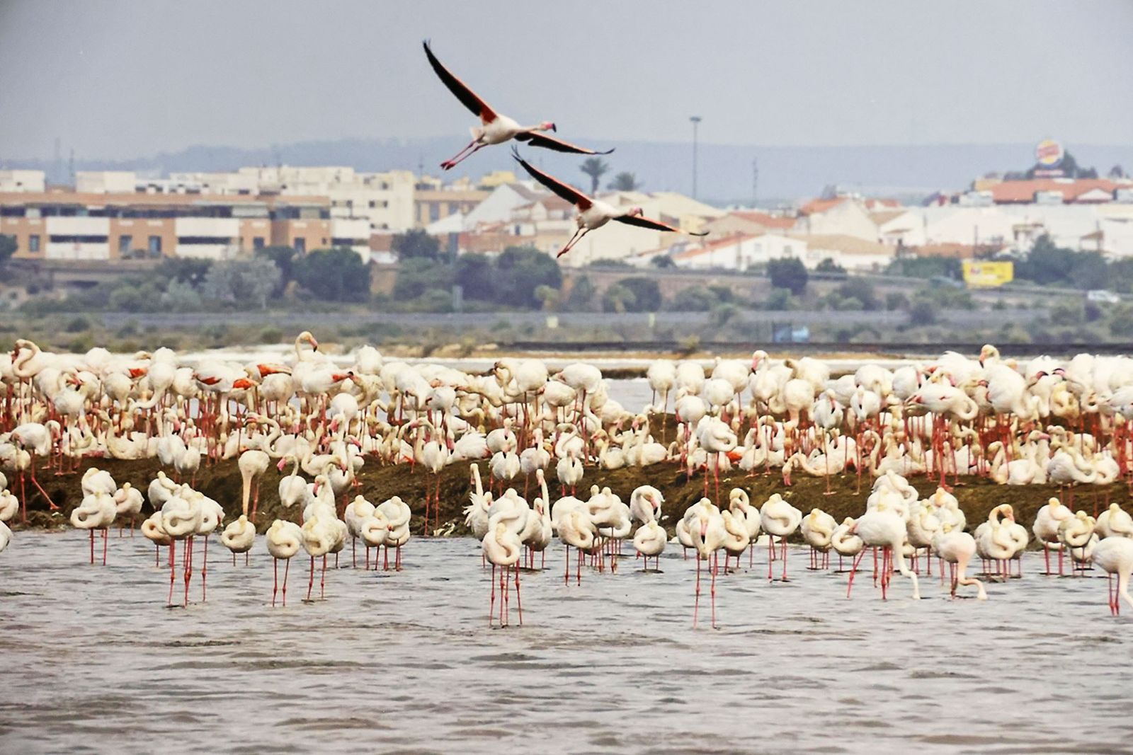 Exposición del Concurso de Fotografía 'Alas del Odiel'