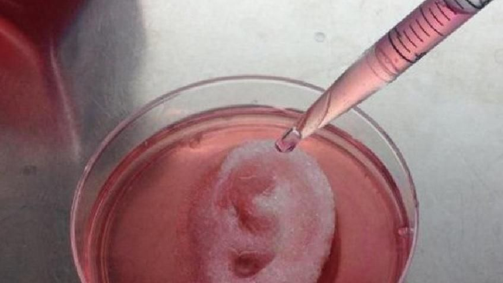 Desarrollan un nuevo método de bioimpresión 3D de tejidos.