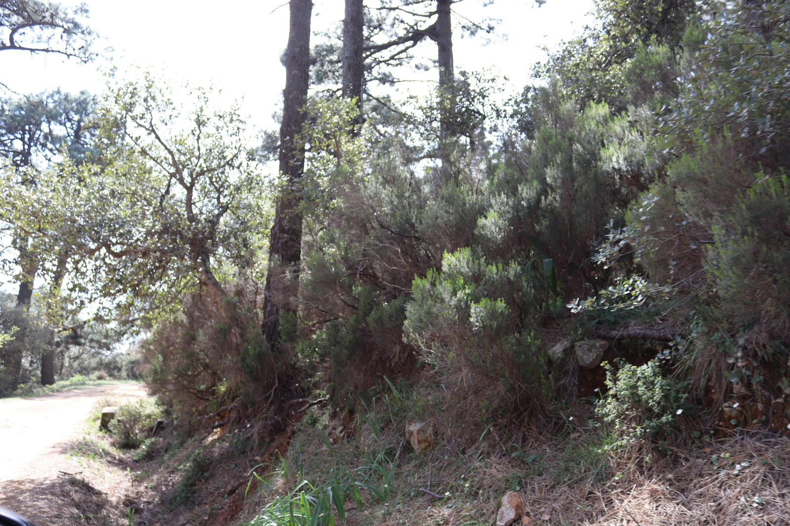 Fotos de la flora y fauna del Parque Natural de Los Alcornocales