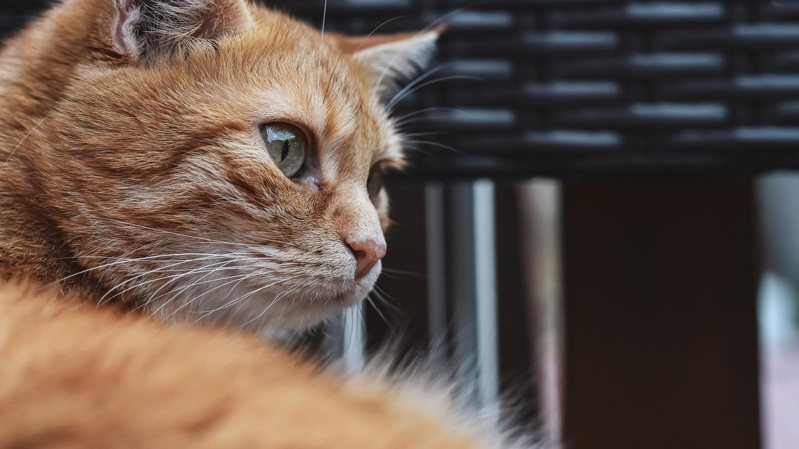 Más que mascotas: Cómo prevenir problemas urinarios en los gatos