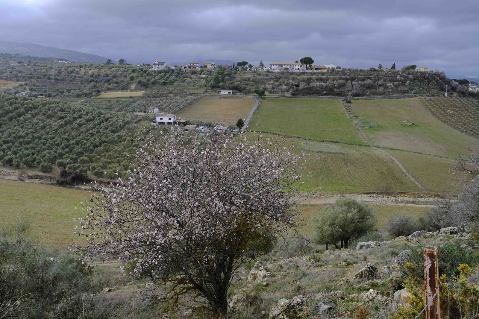 Así lucen los almendros del interior de Málaga en plena floración