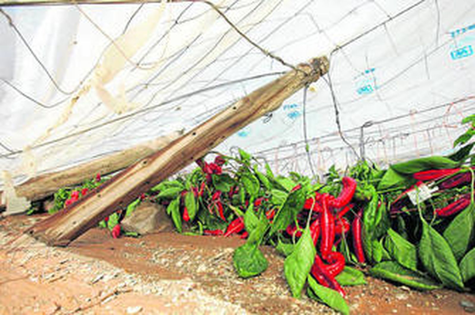 El drama de los seguros agrarios