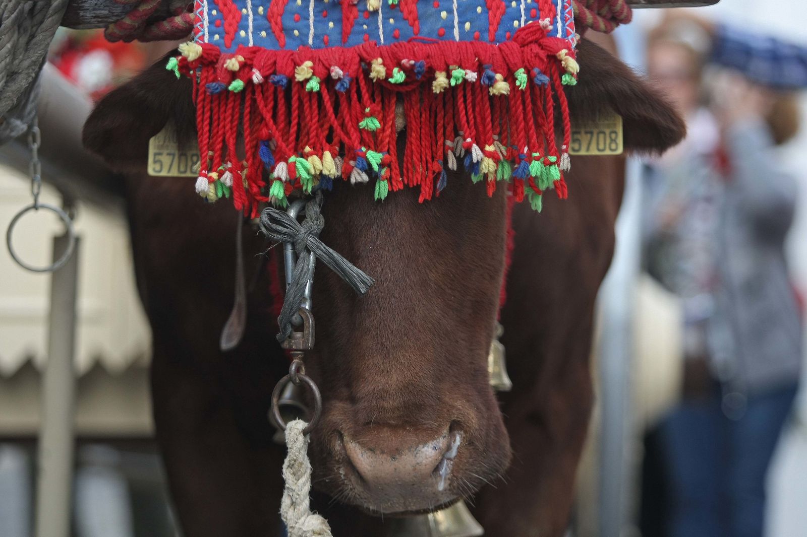 La Romería de Los Barrios, en imágenes