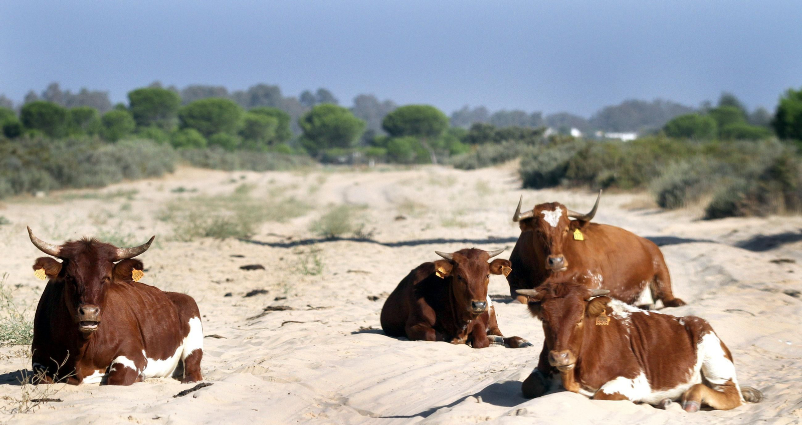 Las dos maravillas naturales de Huelva más importantes de Andalucía, según National Geographic