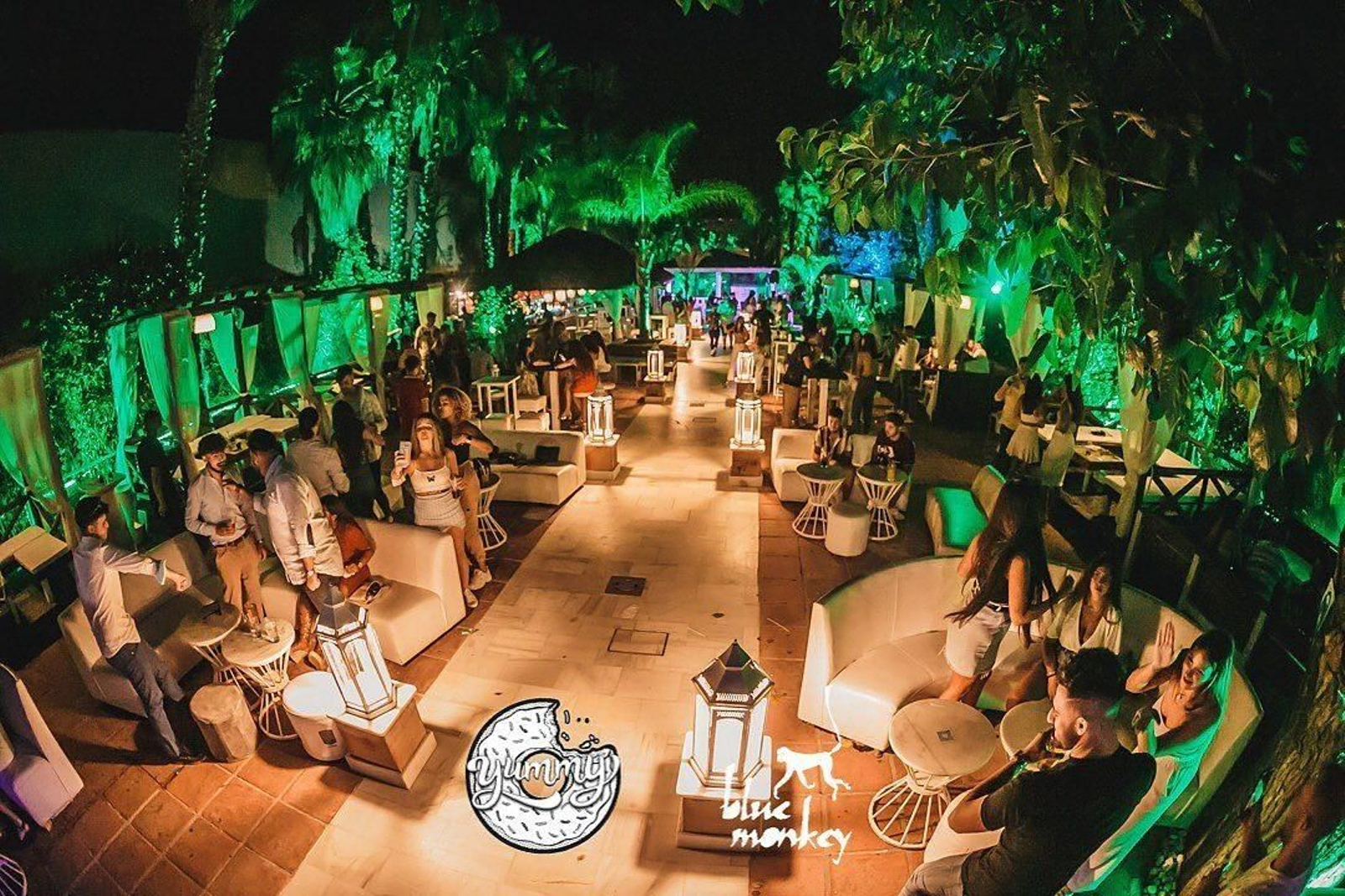 Terraza Blue Monkey