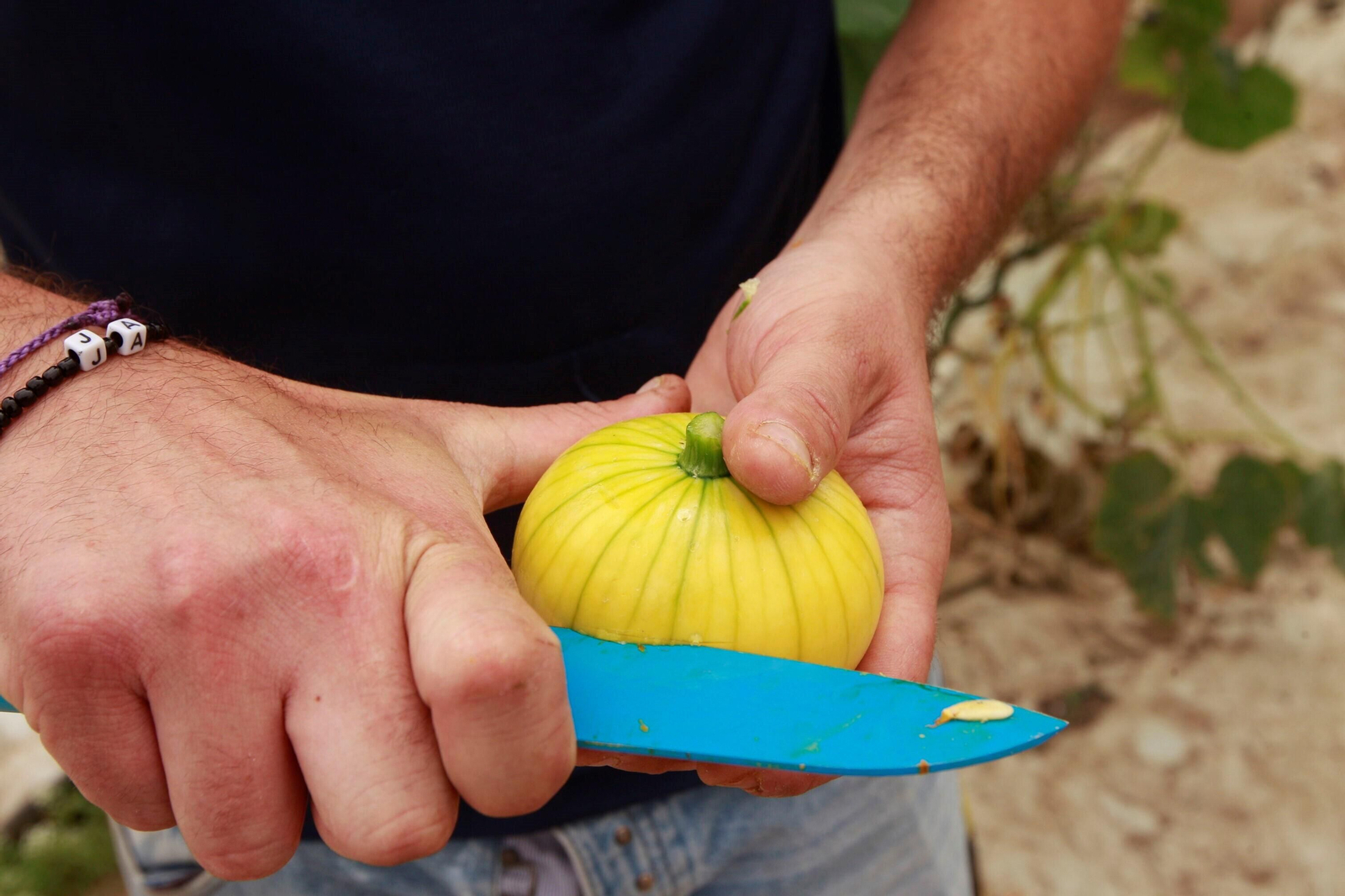 Vea cómo es el Zucchiolo, el producto de moda de la huerta almeriense