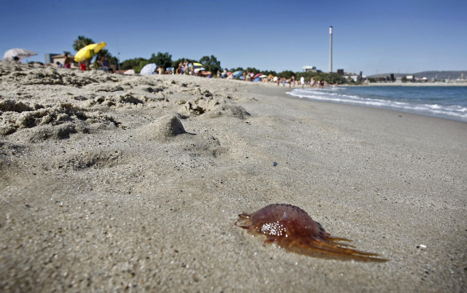 Descubre la aplicación que te muestra si hay medusas en las playas de Granada