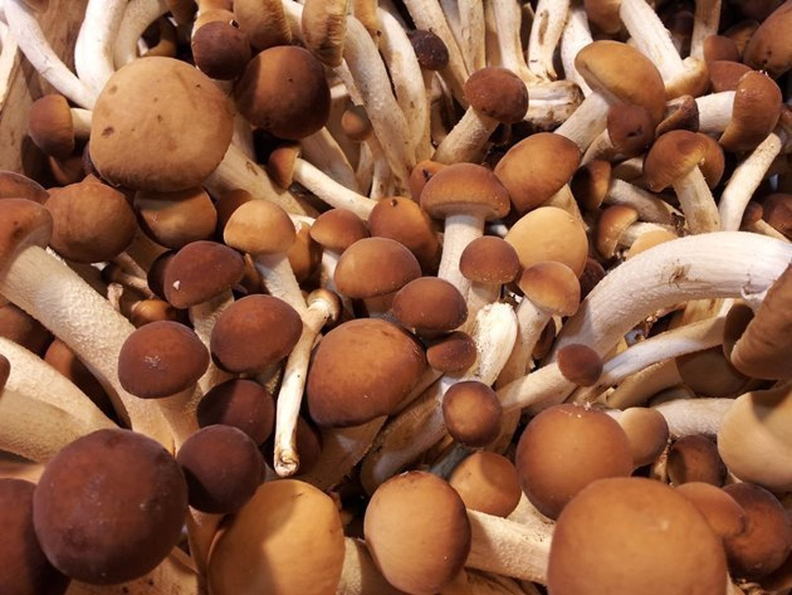 Setas de chopo: Agrocybe aegerita