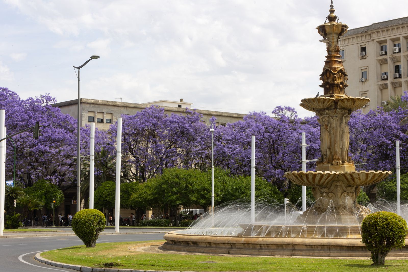 Las jacarandas vuelven a teñir de morado Sevilla