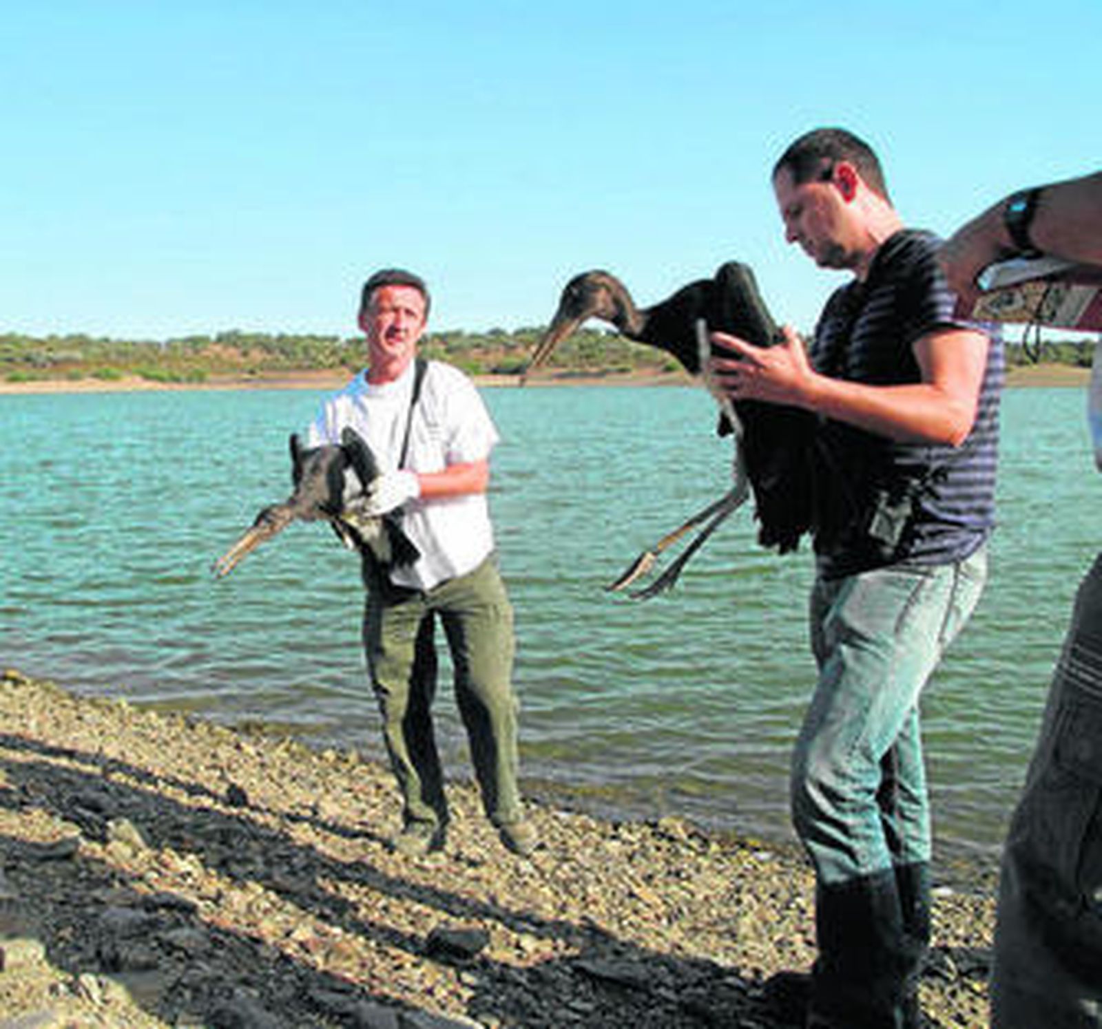 Dos técnicos de Medio Ambiente sueltan las cigüeñas negras, ayer en Marismas del Odiel.