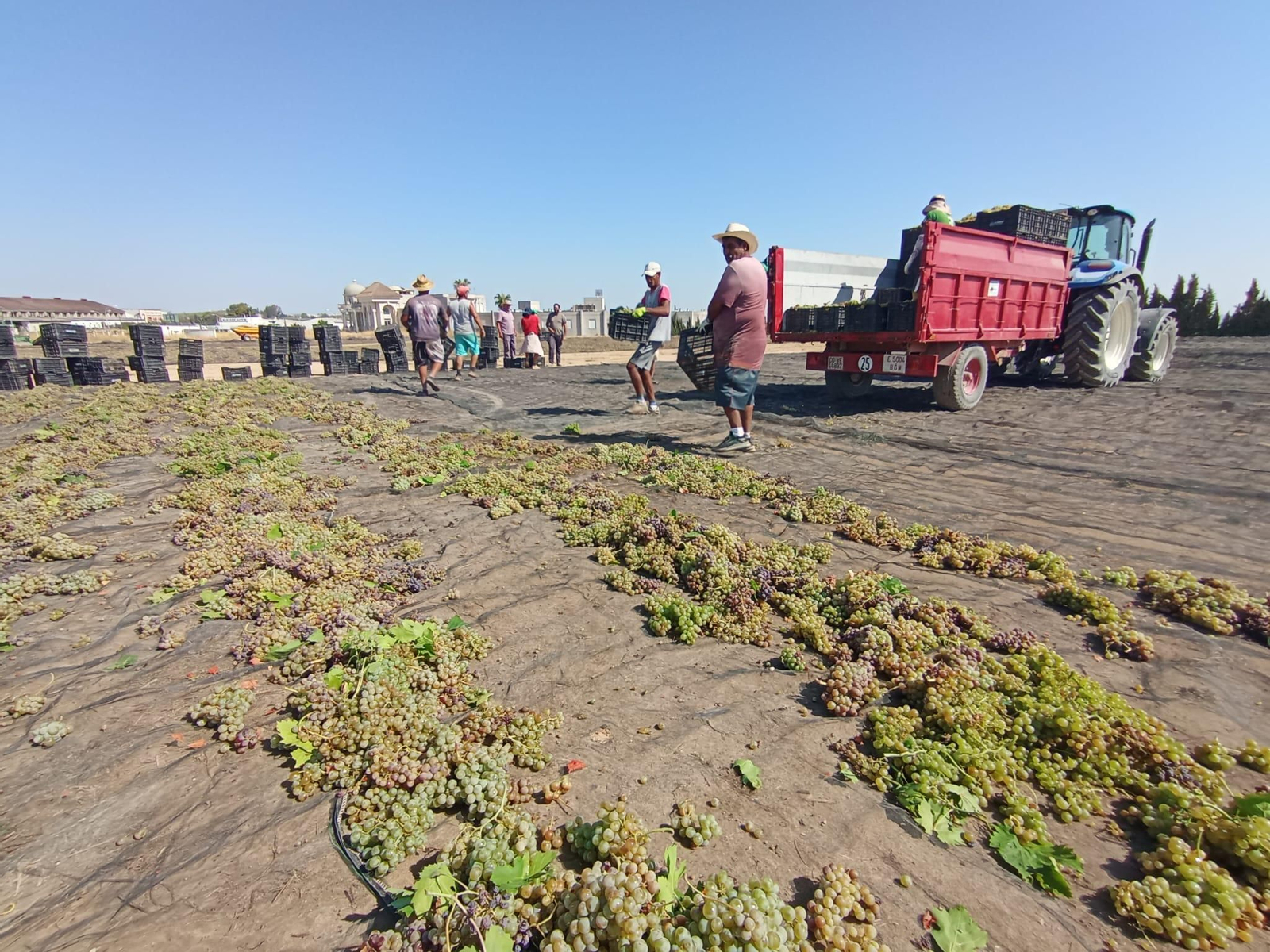 La vendimia de Montilla-Moriles