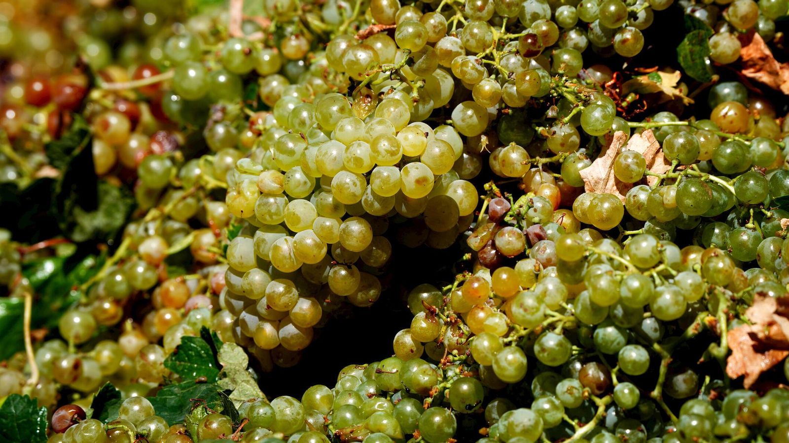 Detalle de racimos de uva palomino con maduración muy dispar.