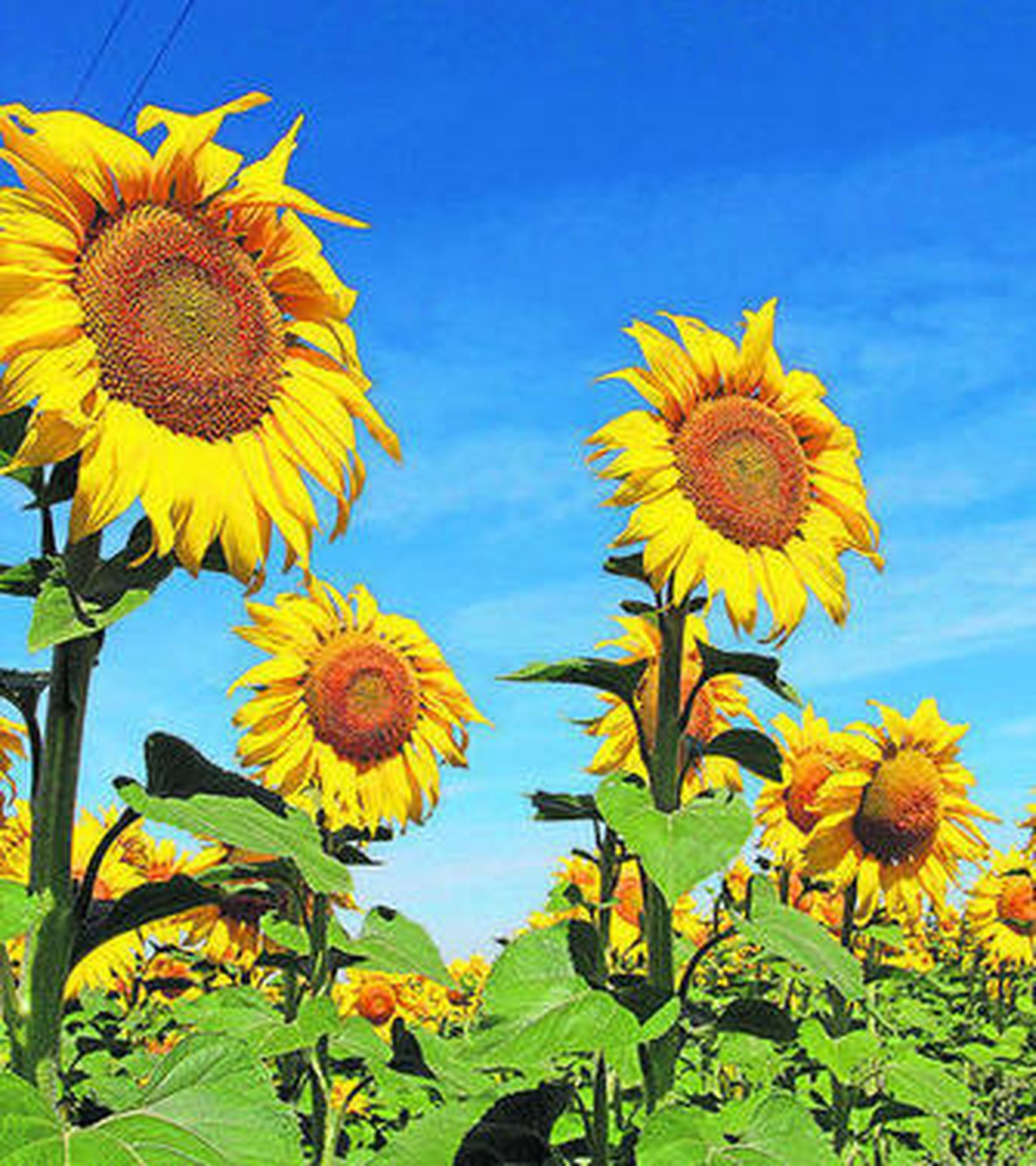 Plantación de girasol en una finca de San Juan del Puerto.
