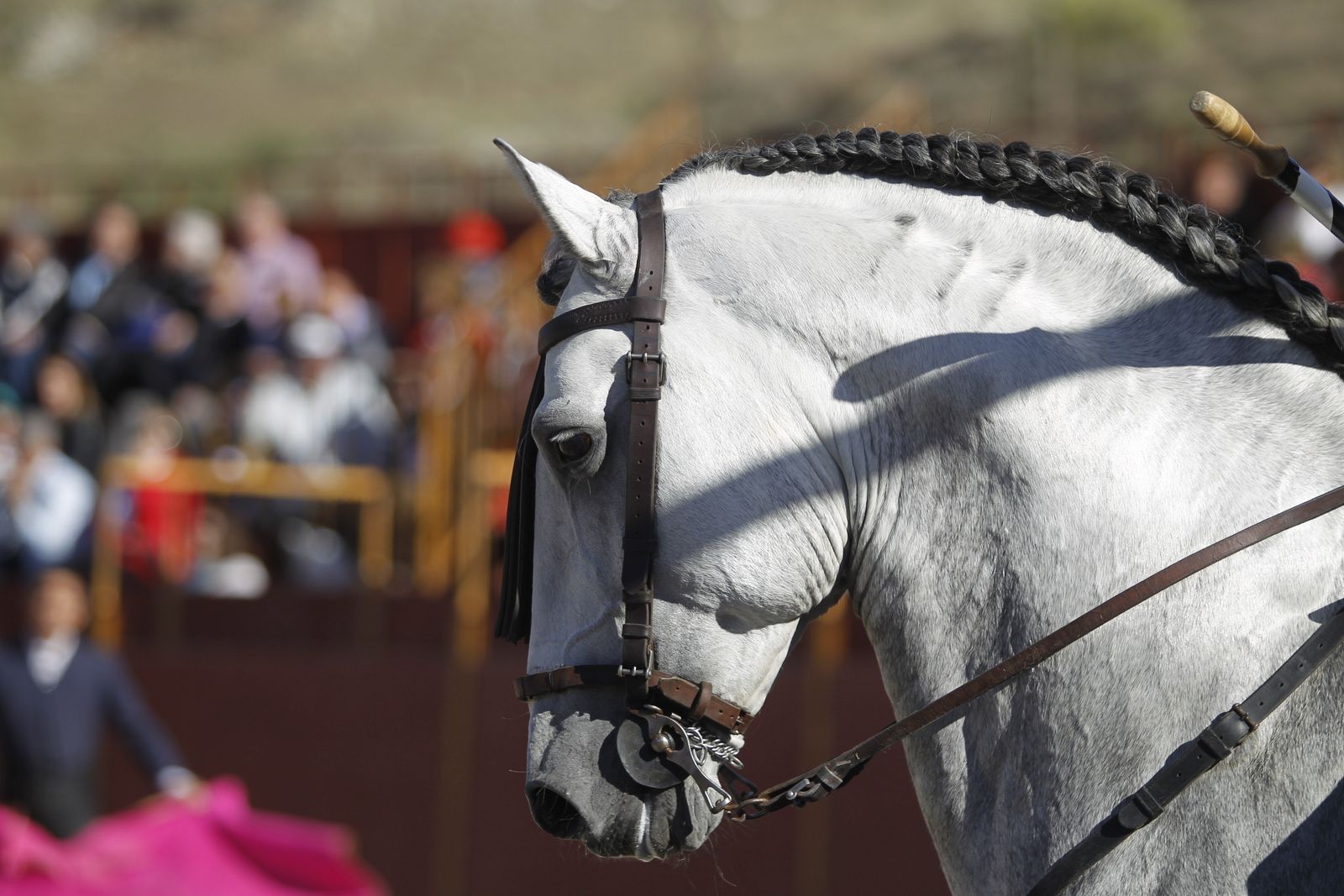 Fotogalería Festival Taurino Mixto. Fiestas de Abrucena.