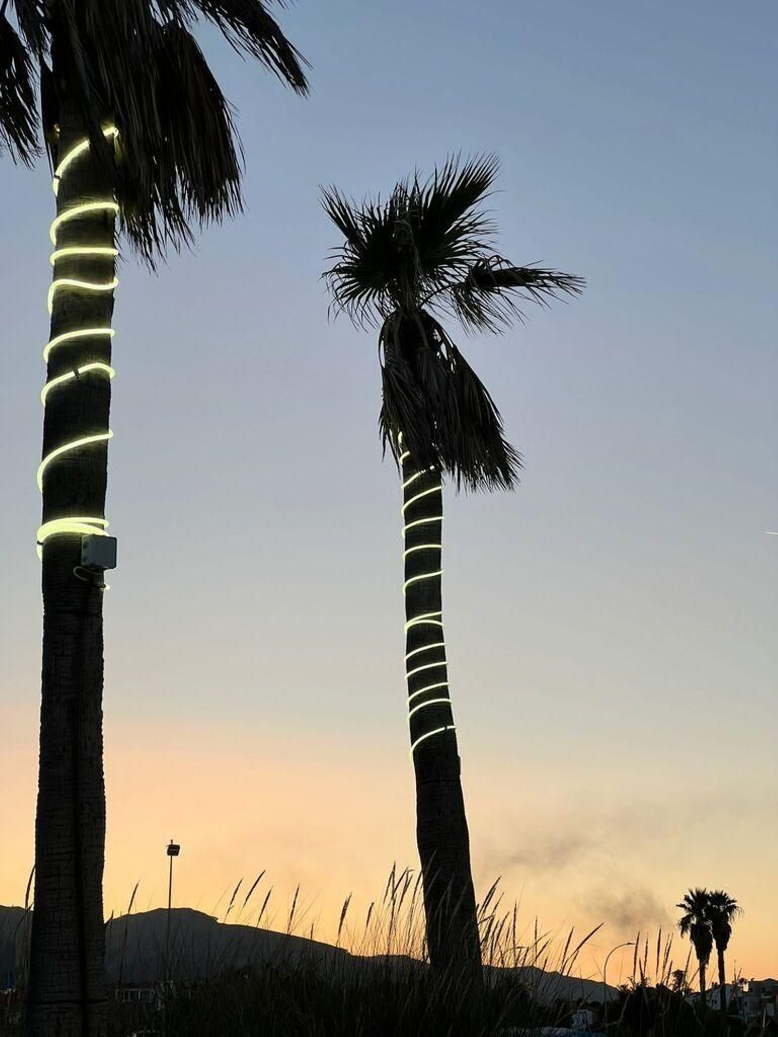 5. Palmeras de la playa de Getares.