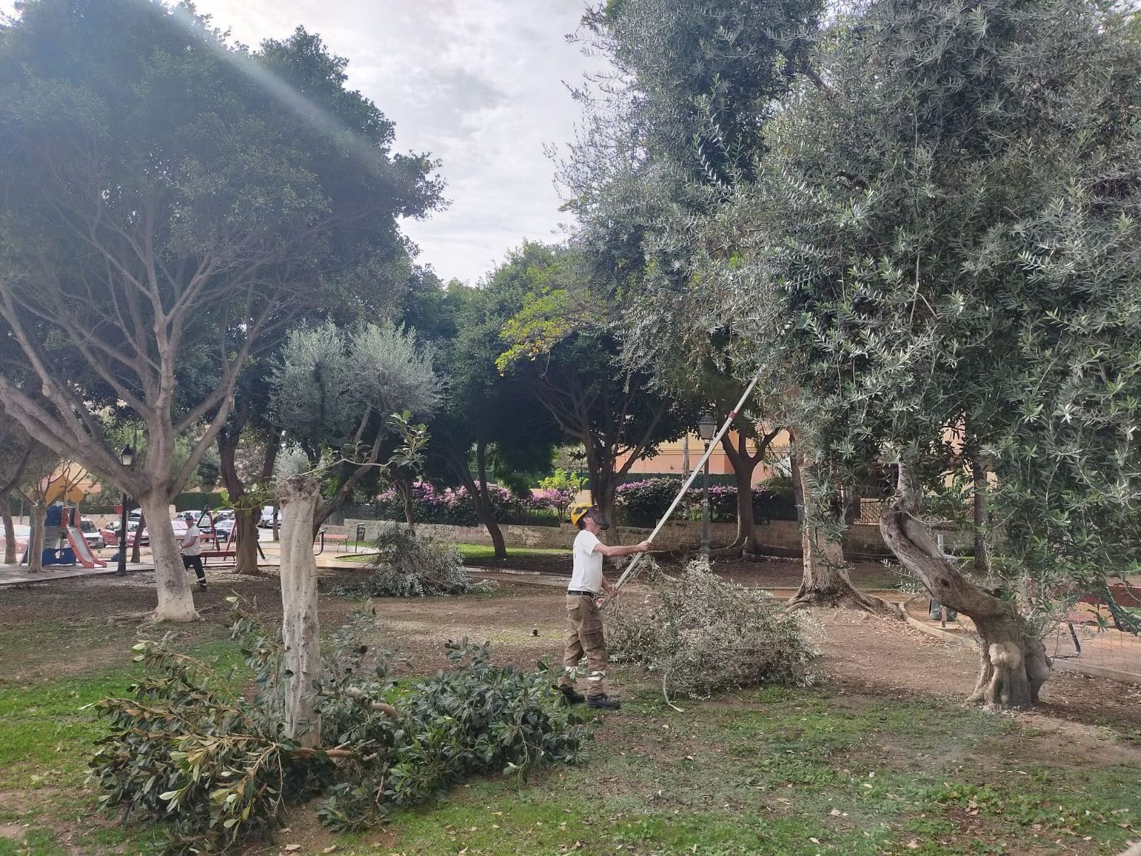 Un operario realizando labores de poda en Torremolinos.