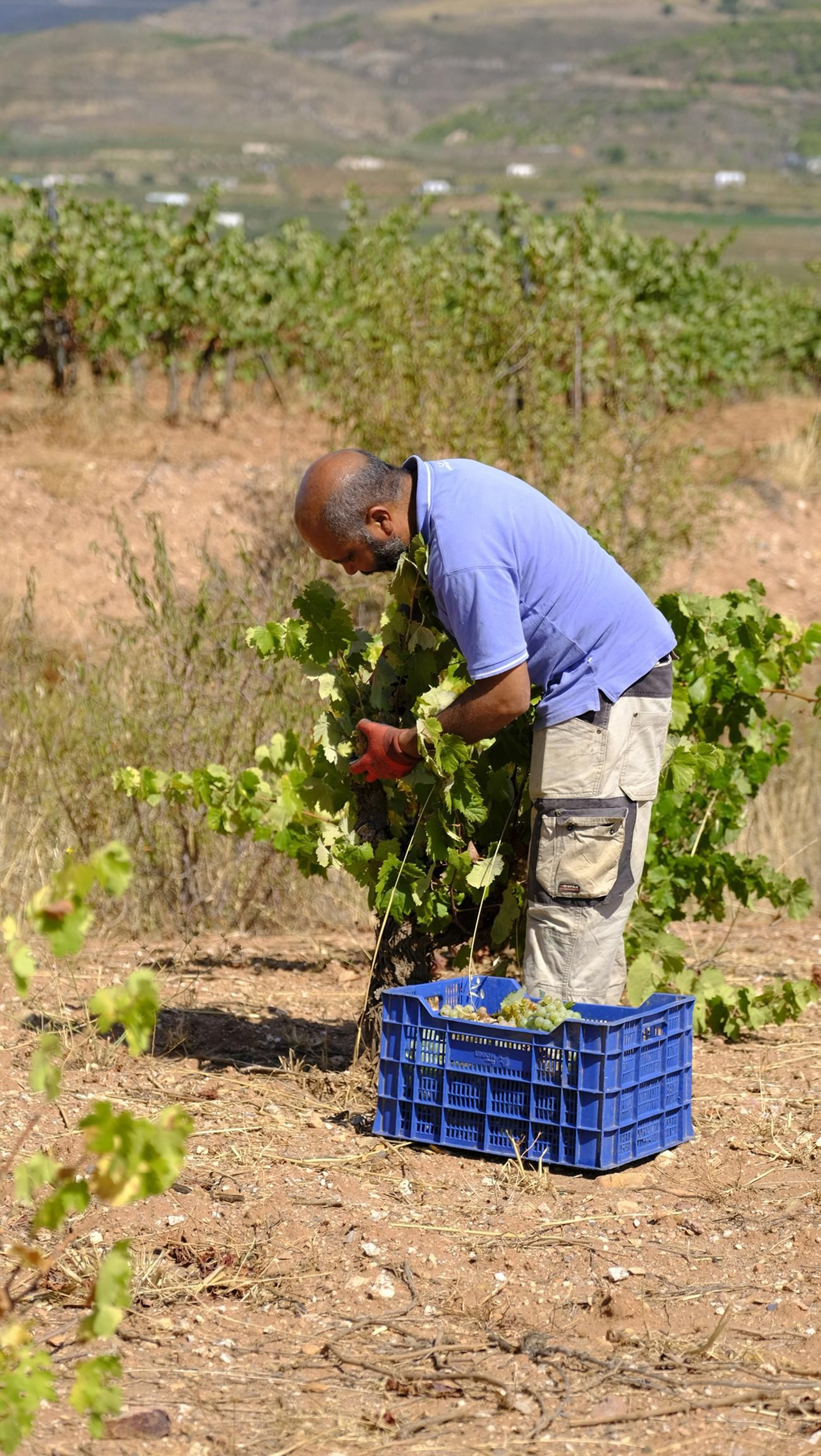 La vendimia en la Bodega Cortijo del Cura de Laujar, en imágenes