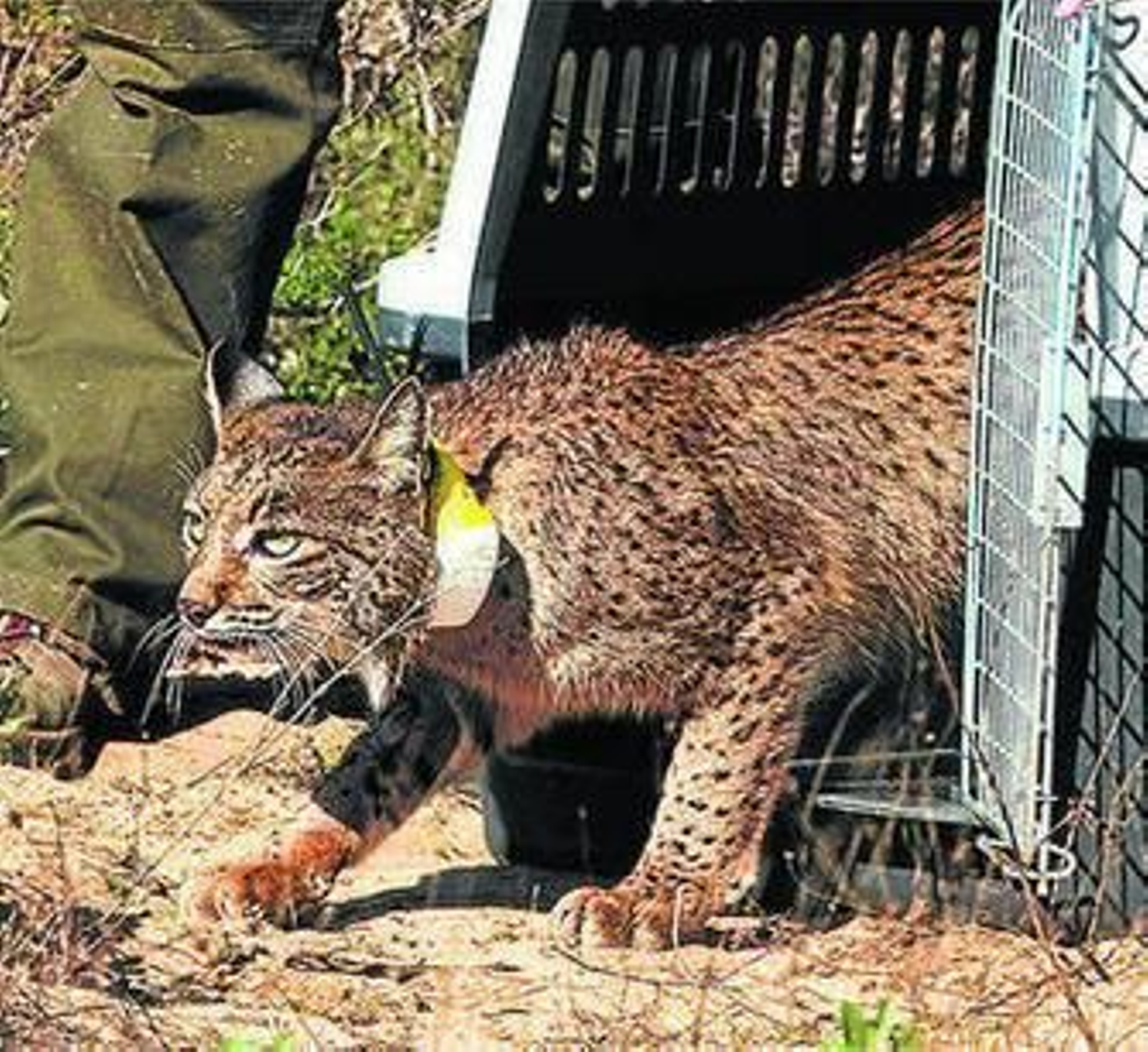 Ejemplar de lince, en el momento de dejarlo en libertad.