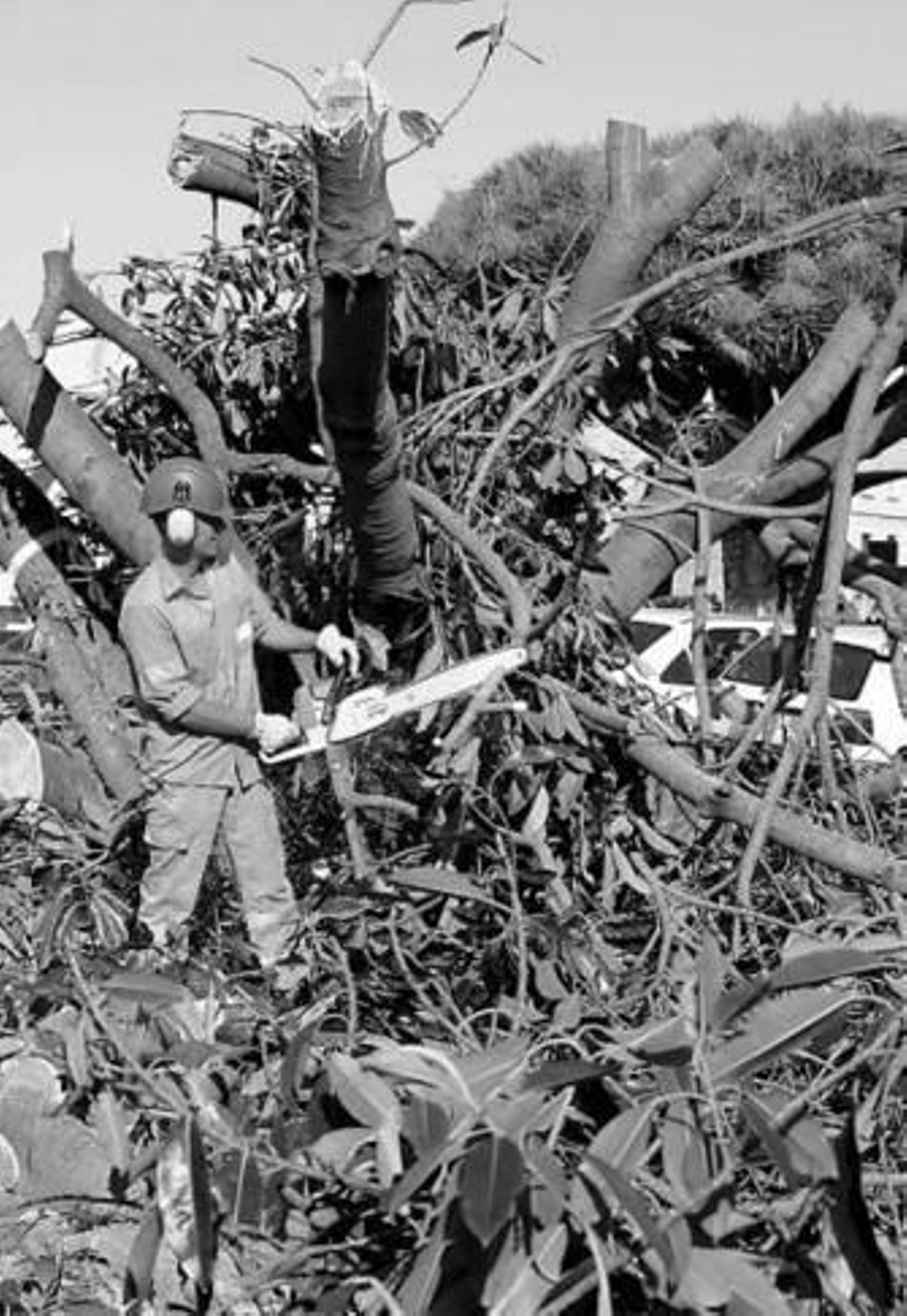 Operarios de Jardines, ayer durante la poda de la aralia.