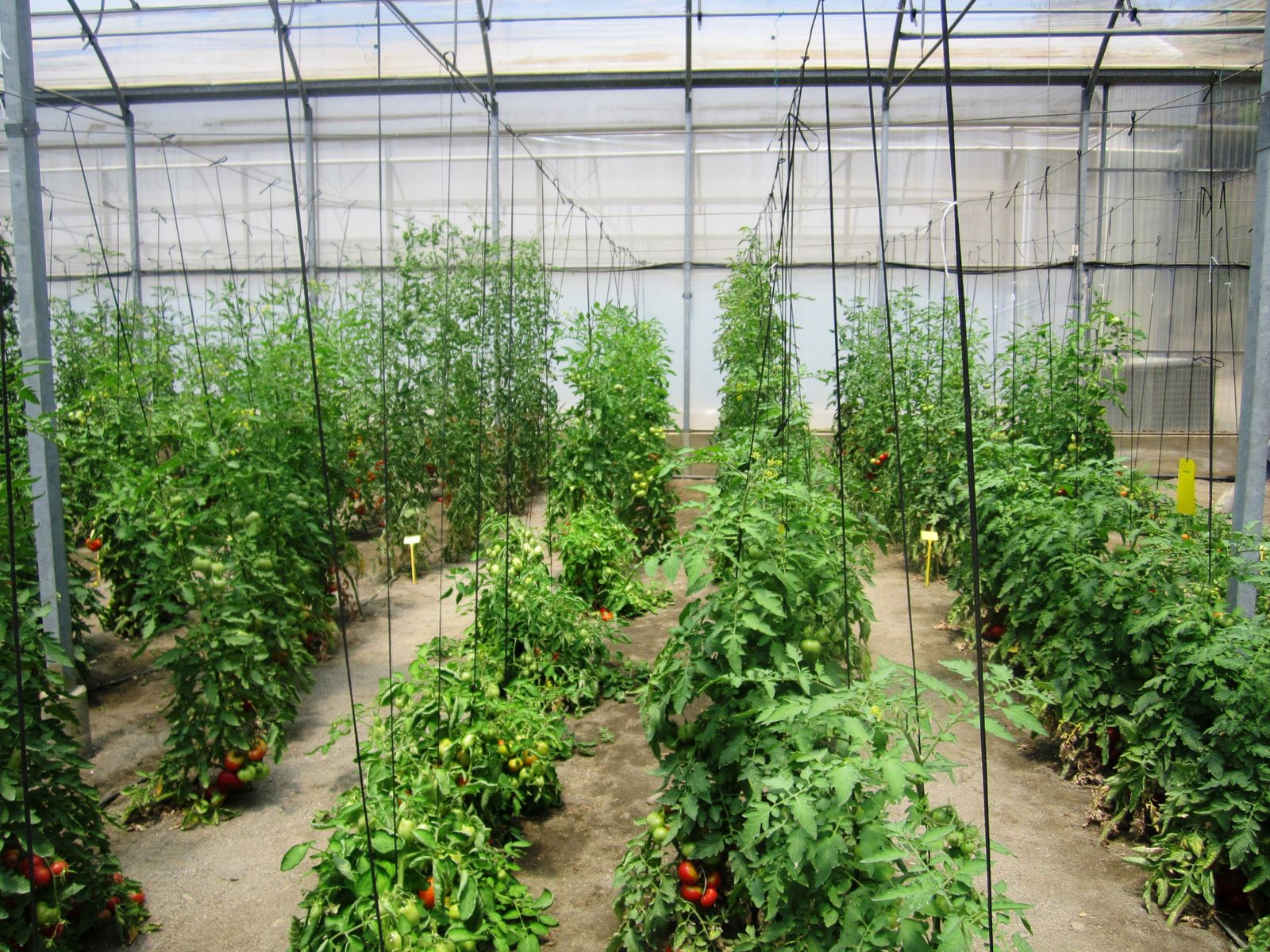 Invernaderos de La Mayora donde se hacen pruebas con tomates.