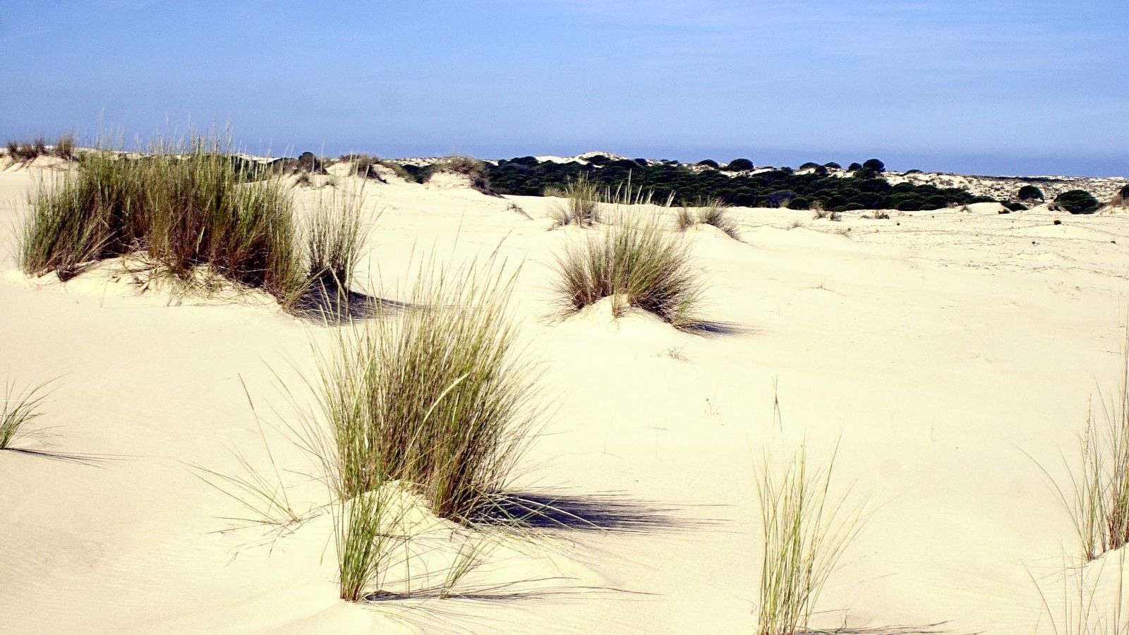 Sistema dunar de Doñana.