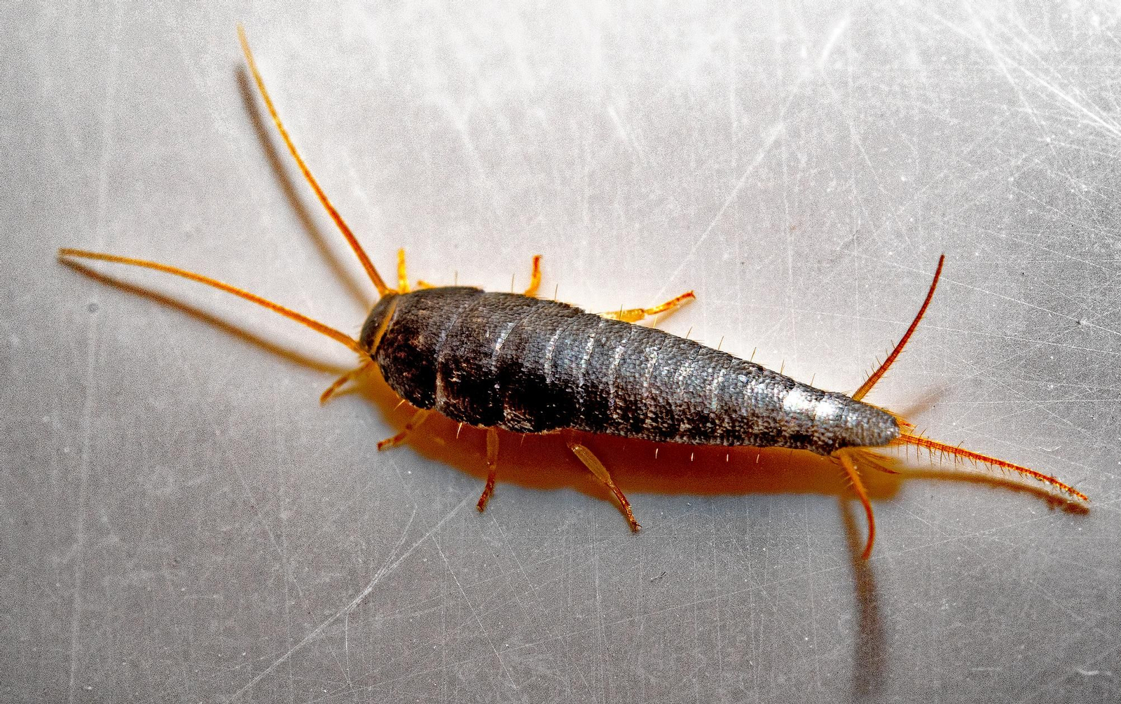 Lepisma Saccharina Linnaeus, también conocido como pececillo de plata