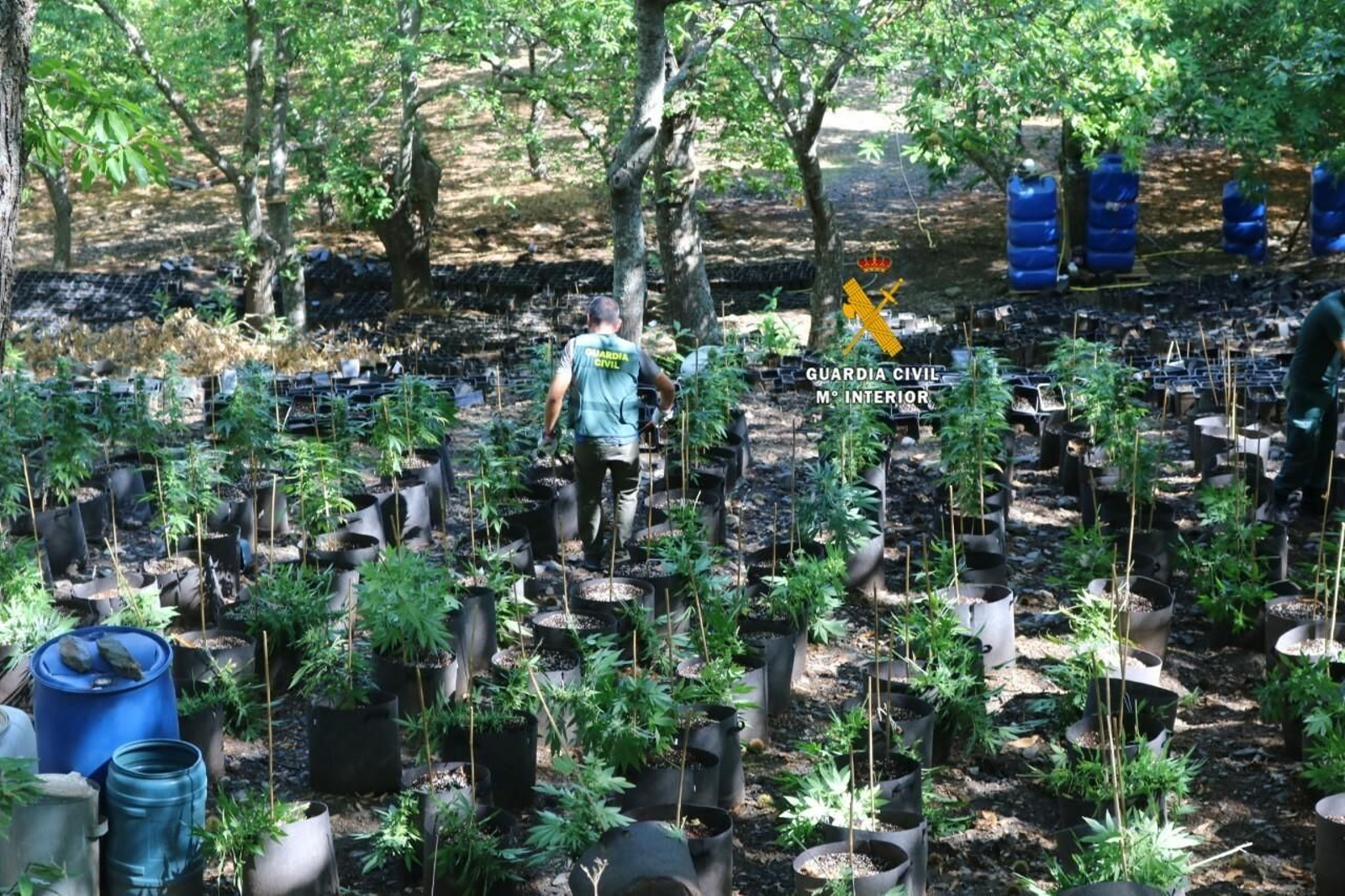 Un guardia civil junto a las plantas de marihuana en la finca