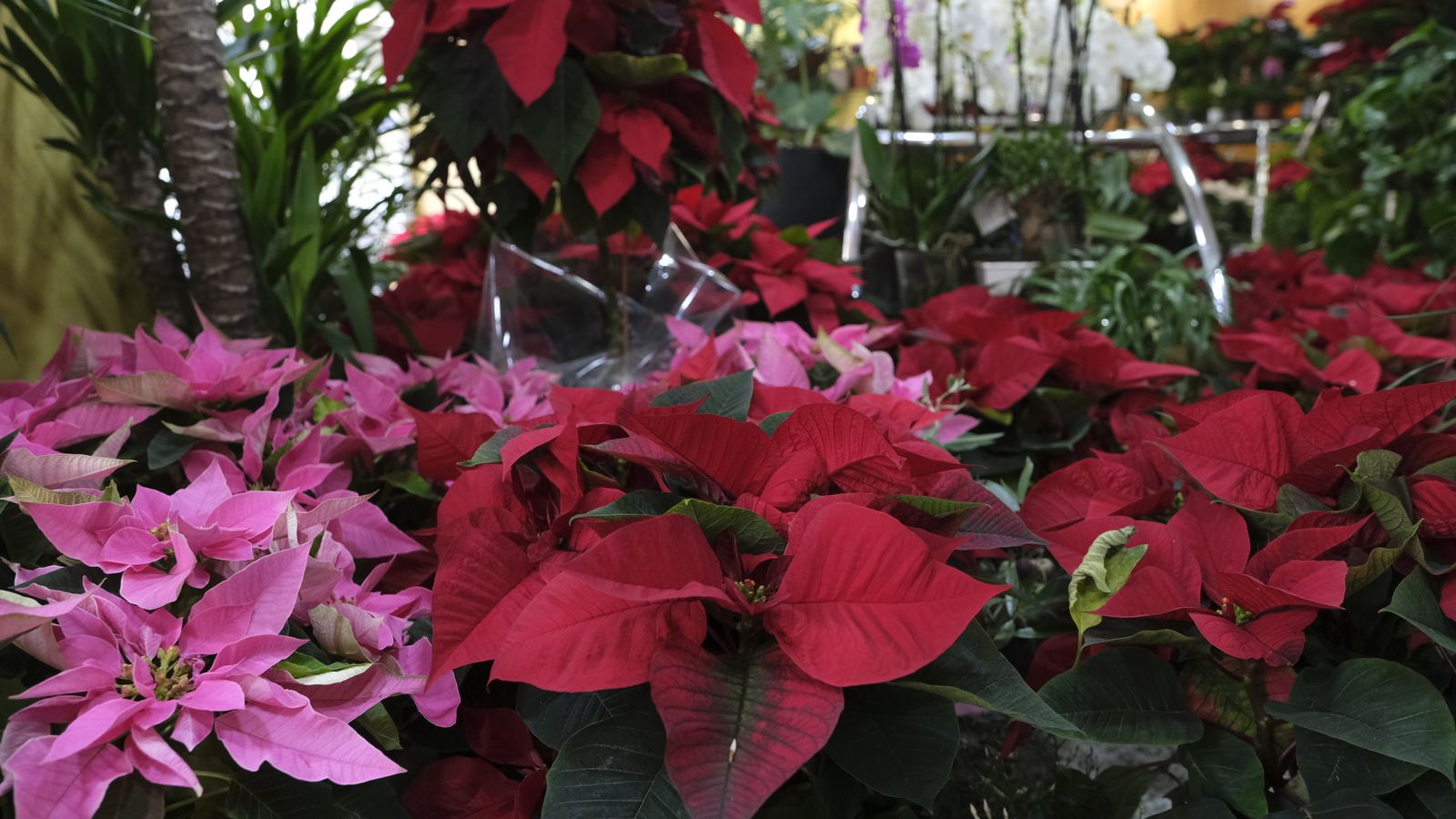 La denominación de la flor de Pascua como poinsettia es un homenaje a Joel Roberts Poinsett.