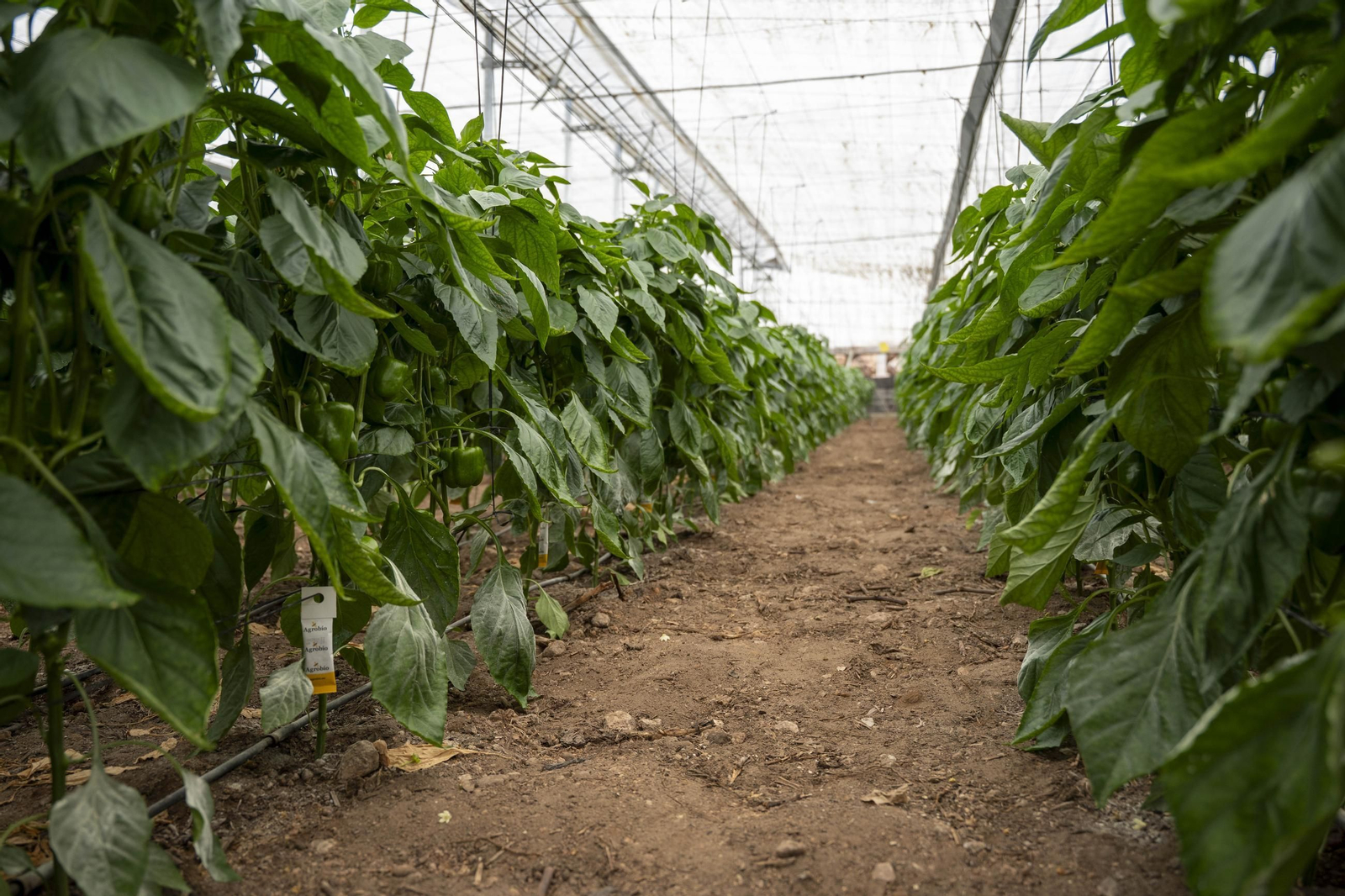Las imágenes de la suelta de bichos depredadores para la lucha biológica en invernadero por Agrobio