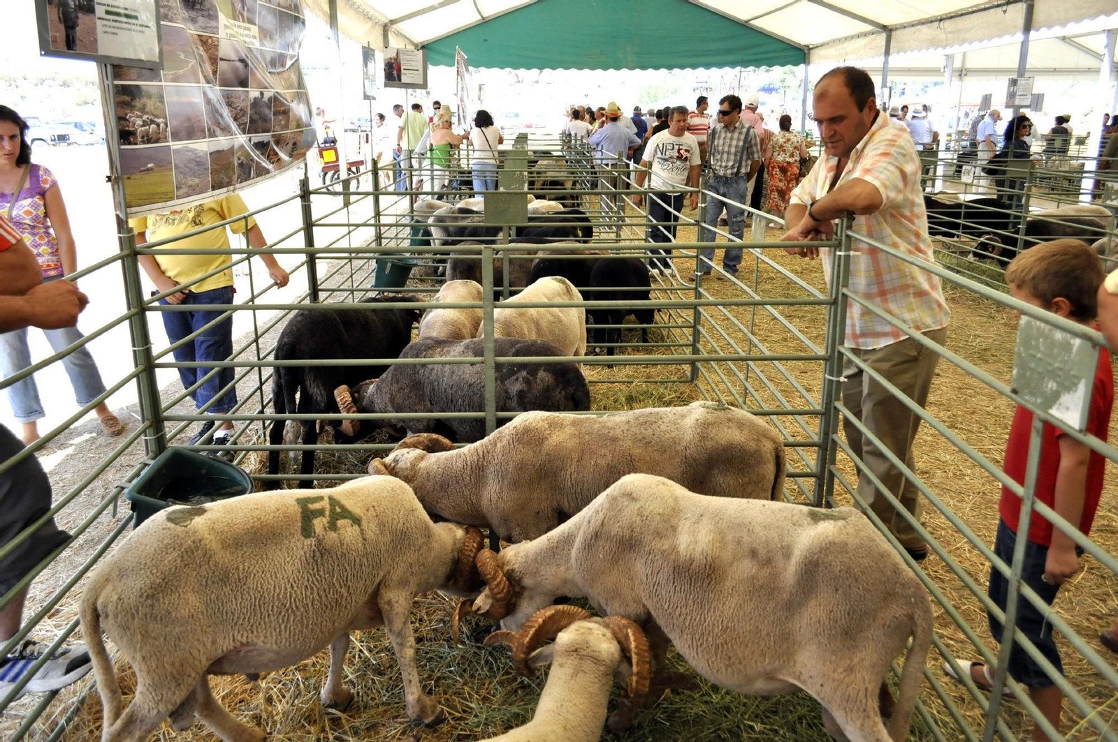 Feria de ganado ovino. Feria de ganado ovino.