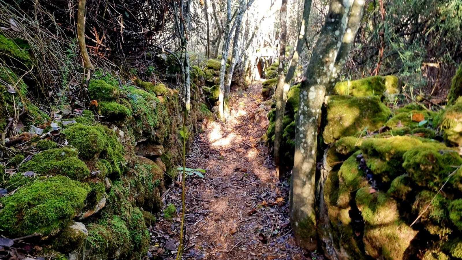 Un paseo en fotografías por el Bosque Encantado de Hornachuelos