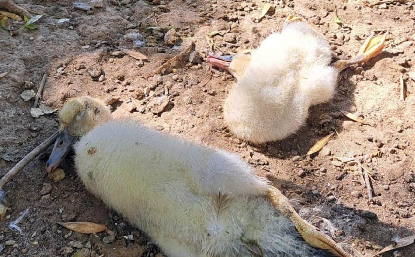 Aves enfermas en los parques de Sevilla Aves enfermas en los parques de Sevilla