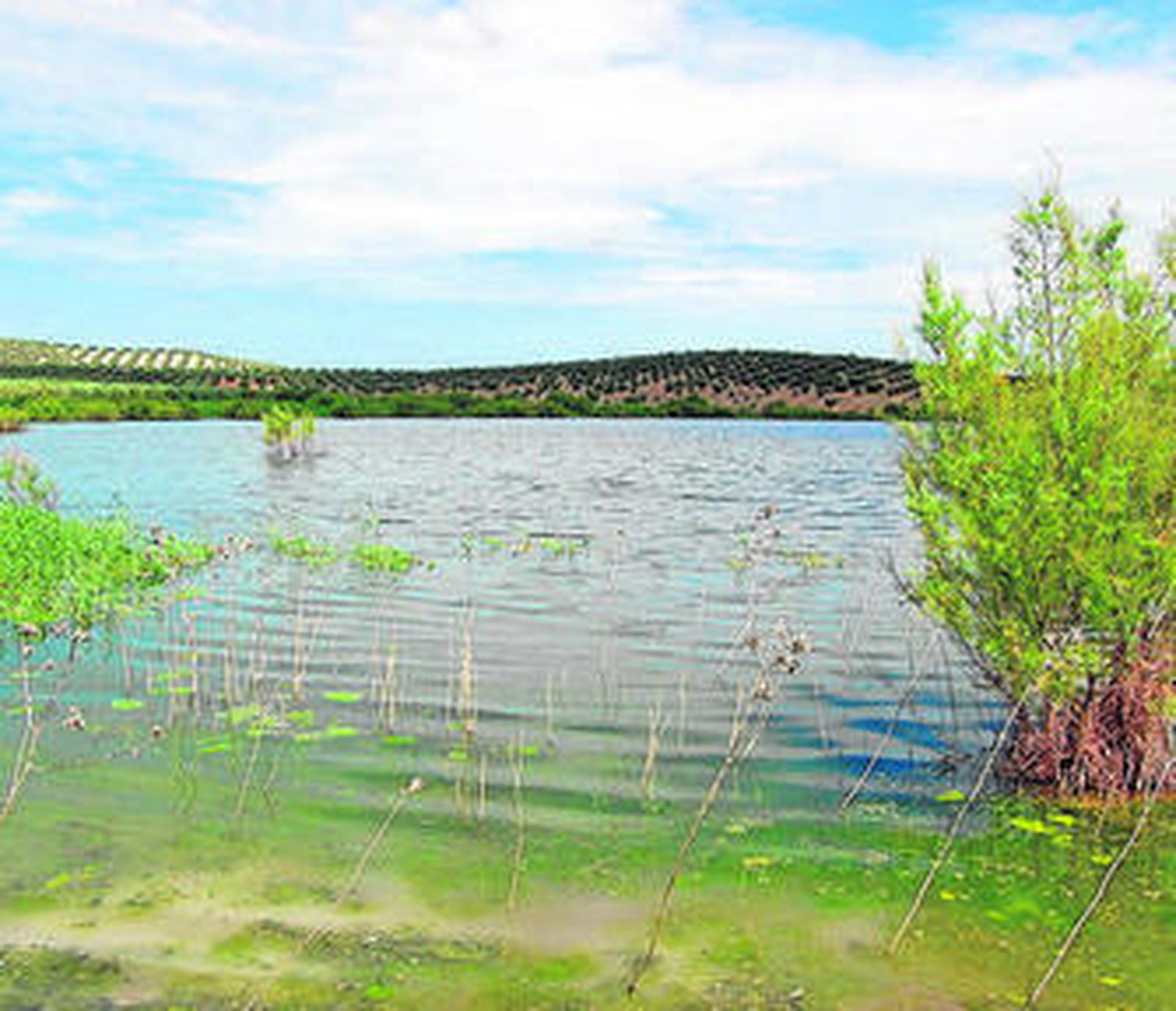 El humedal se ubica entre cultivos de cereal y olivar.