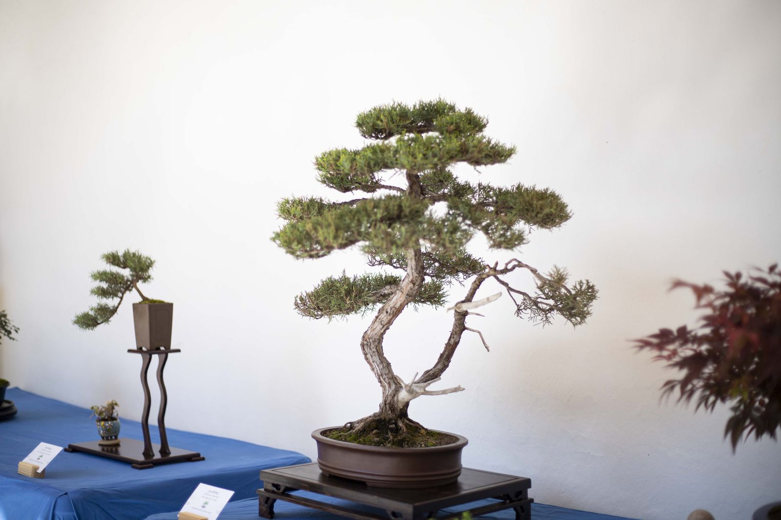 La Exposición de Bonsái de Primavera de Córdoba, en fotografías