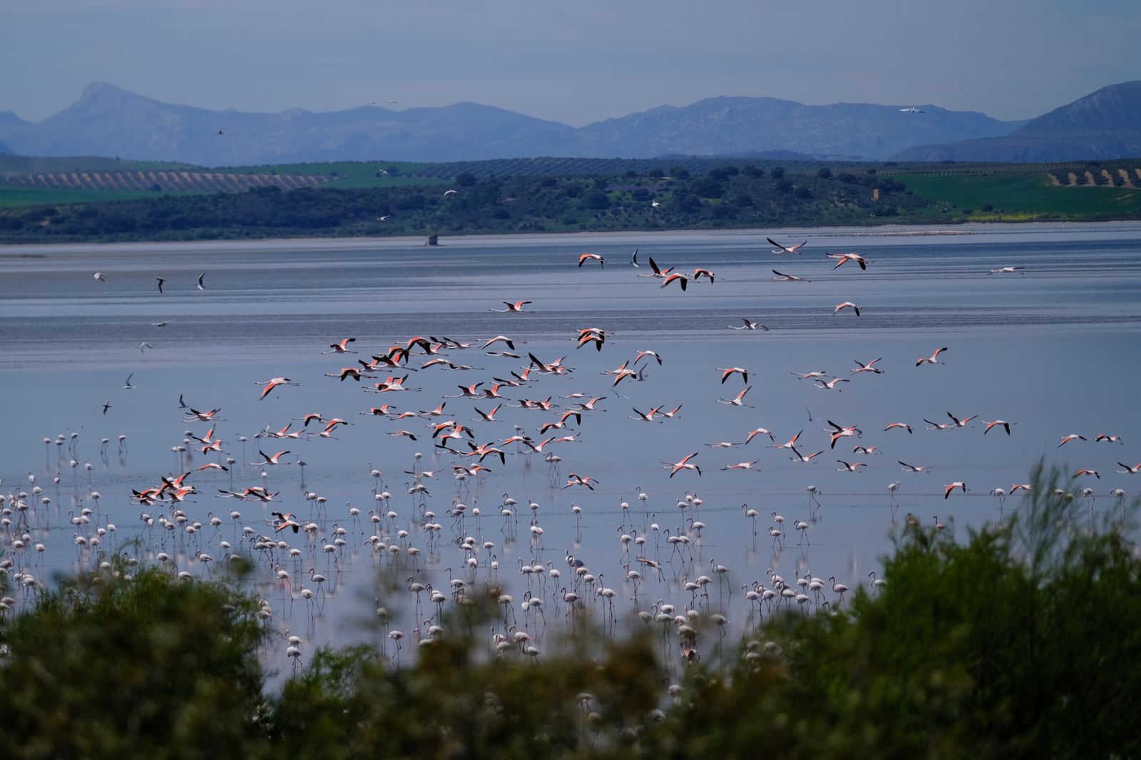 Miles de flamencos llegan a Fuente de Piedra tras las lluvias, en fotos.
