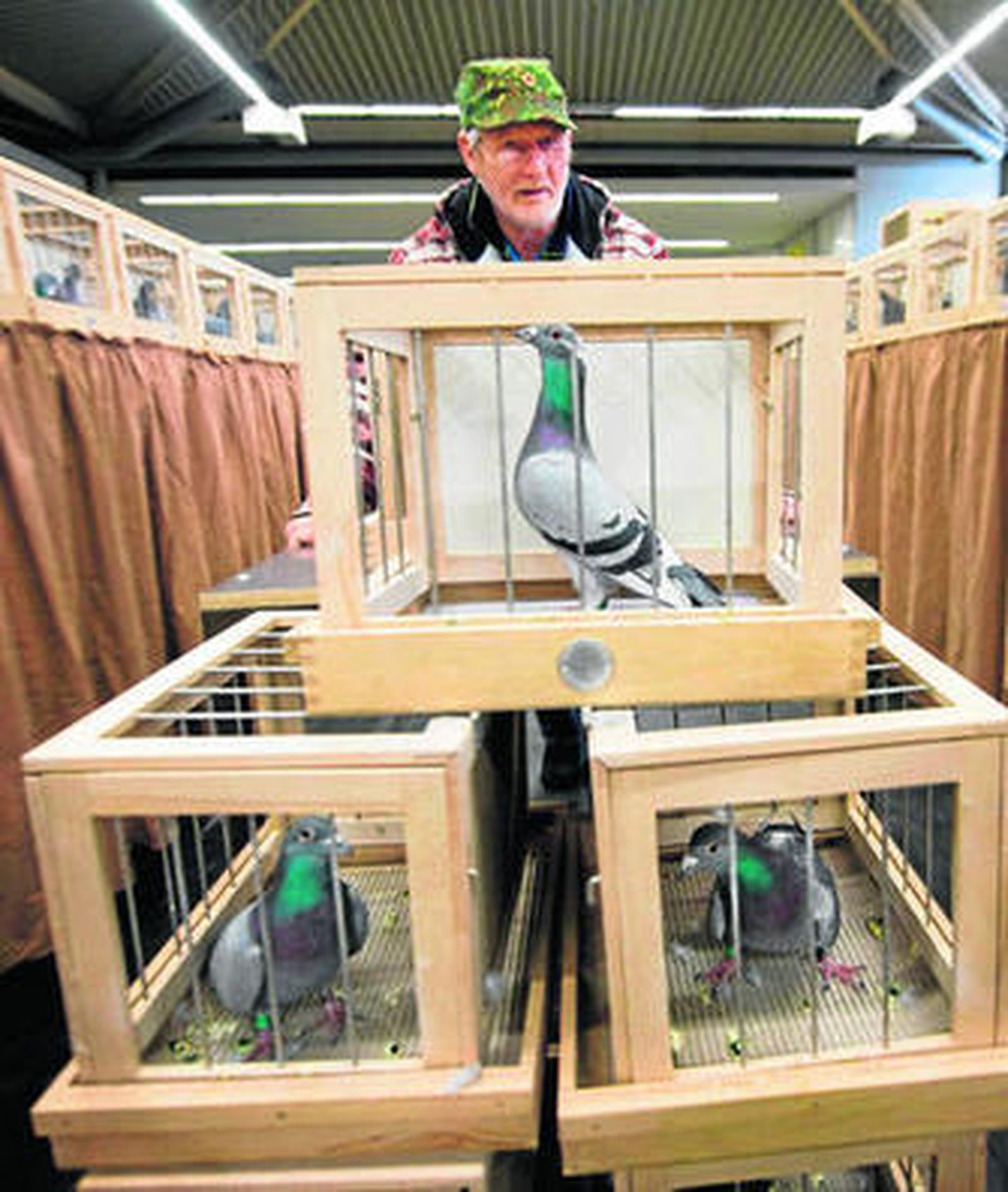 Un hombre muestra a diversas palomas mensajeras en sus jaulas.