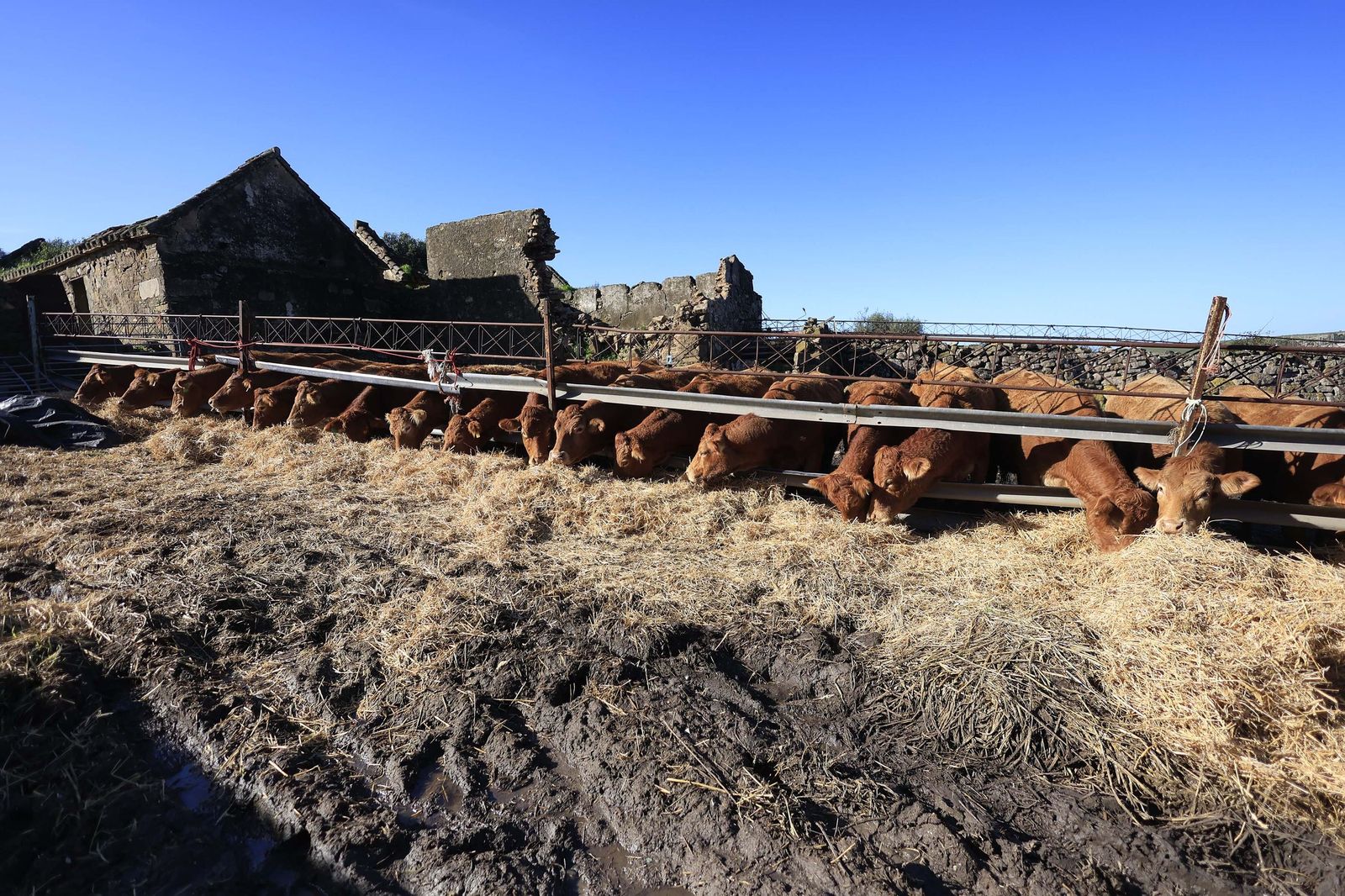 Las fotografías de la ganadería de Luis Benítez en Tarifa