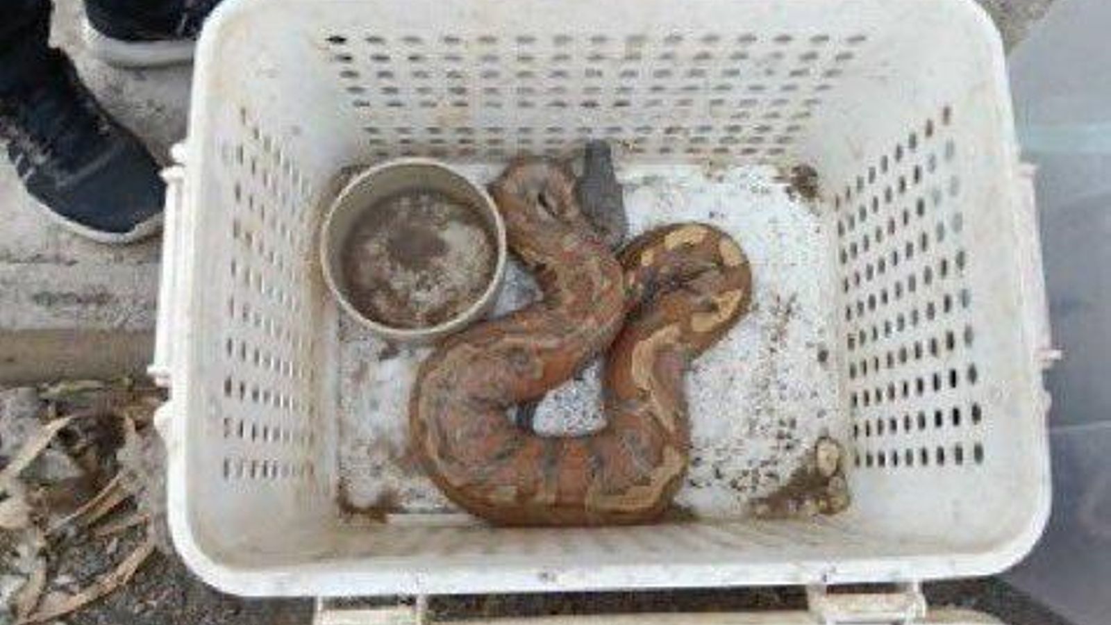 La pitón encontrada por la policía en el santuario de Frank Cuesta La pitón encontrada por la policía en el santuario de Frank Cuesta