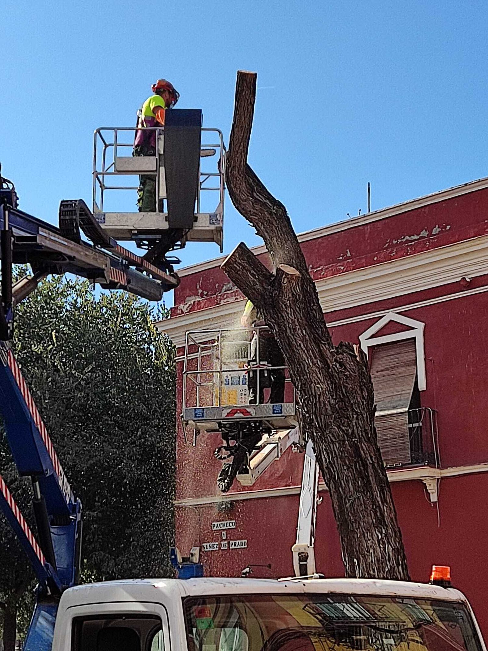 Operarios cortando el árbol.