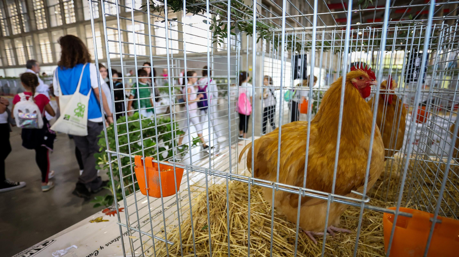 Comienza la feria de la ganadería y la agricultura en IFECA