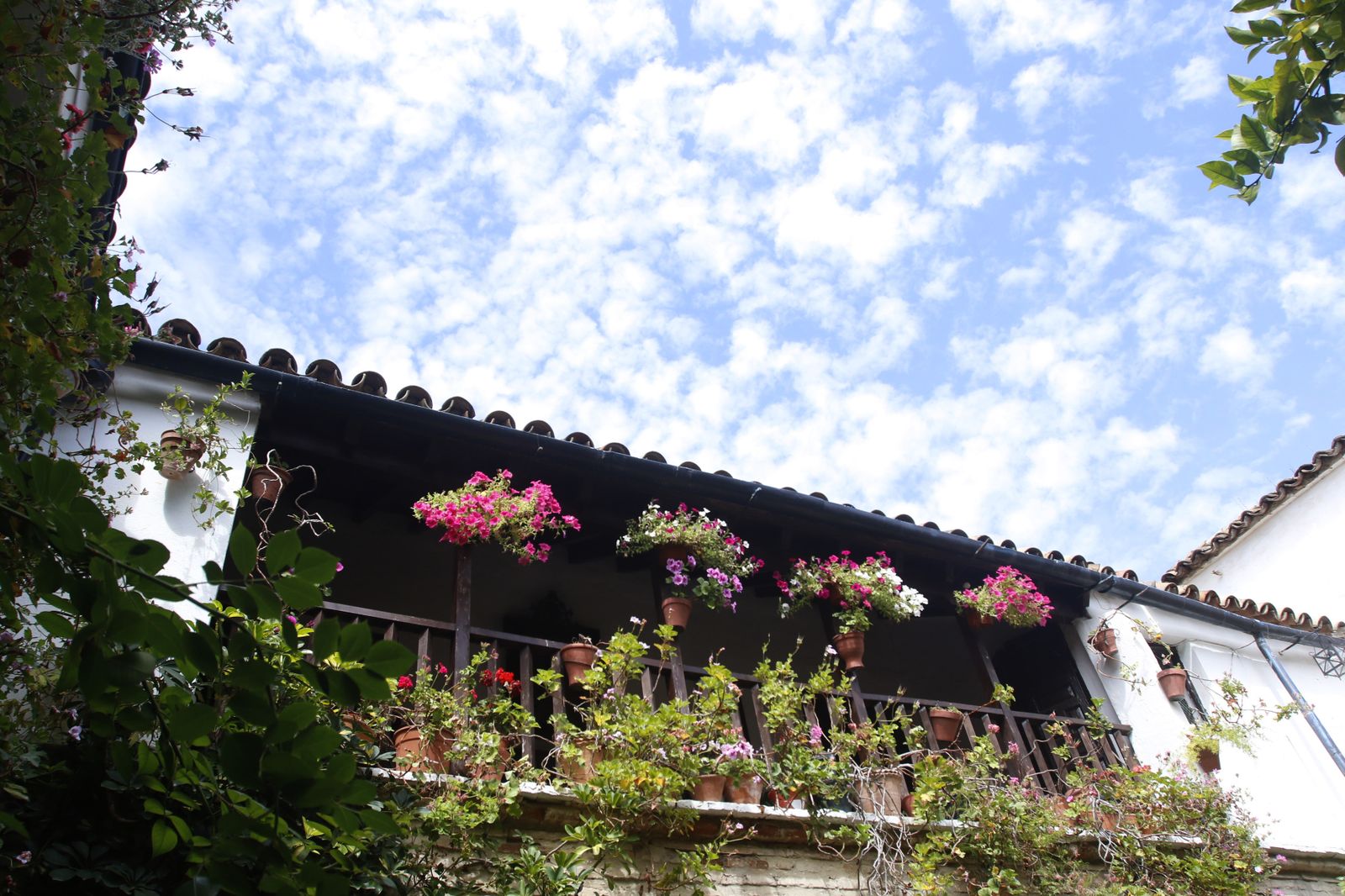 Los Patios de Córdoba en tiempos de crisis: Parras, 6