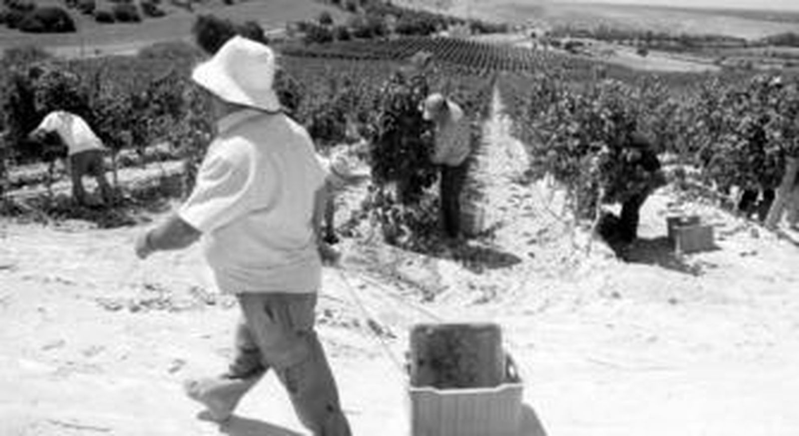 Algunos vendimiadores trabajaban ayer en la Finca Moncloa de Arcos.