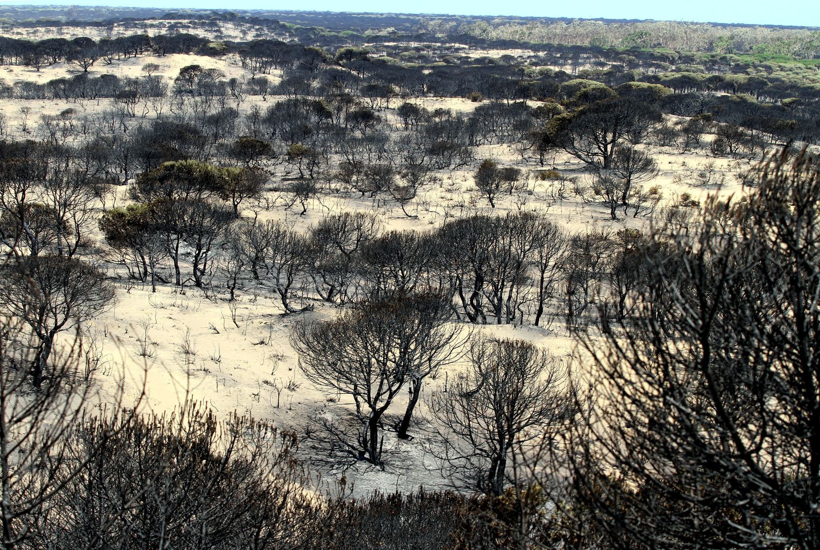 Imágenes de las consecuencias del incendio de Moguer