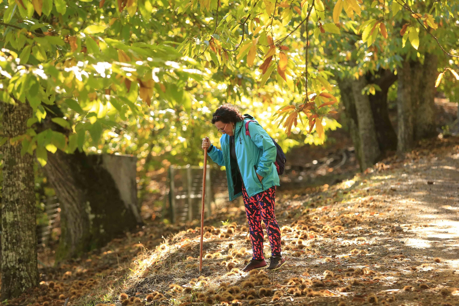 El Bosque de Cobre en el primer otoño de la pandemia