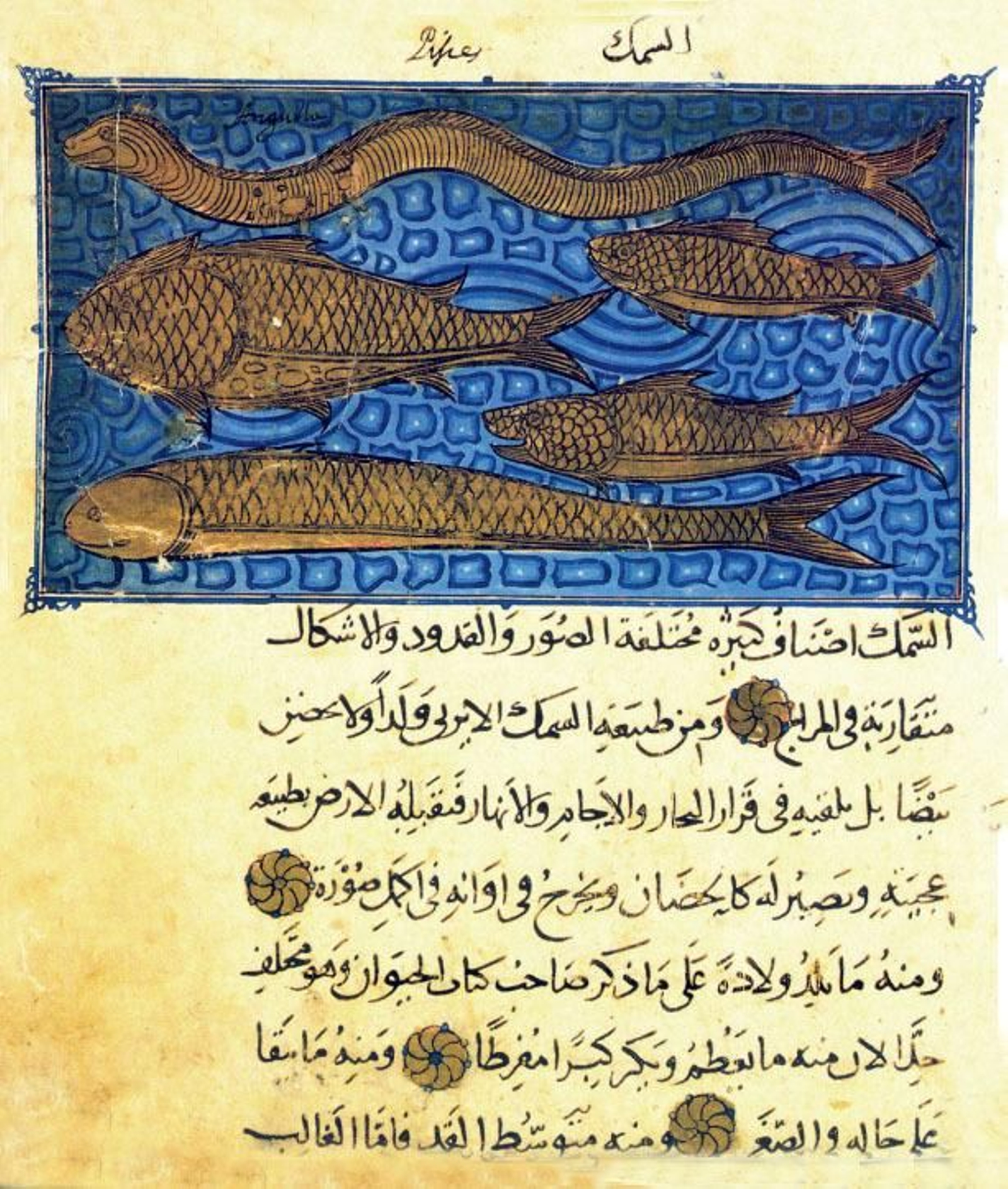 Clases de peces en el “Libro de las utilidades de los animales” (Manuscrito árabe de El Escorial).