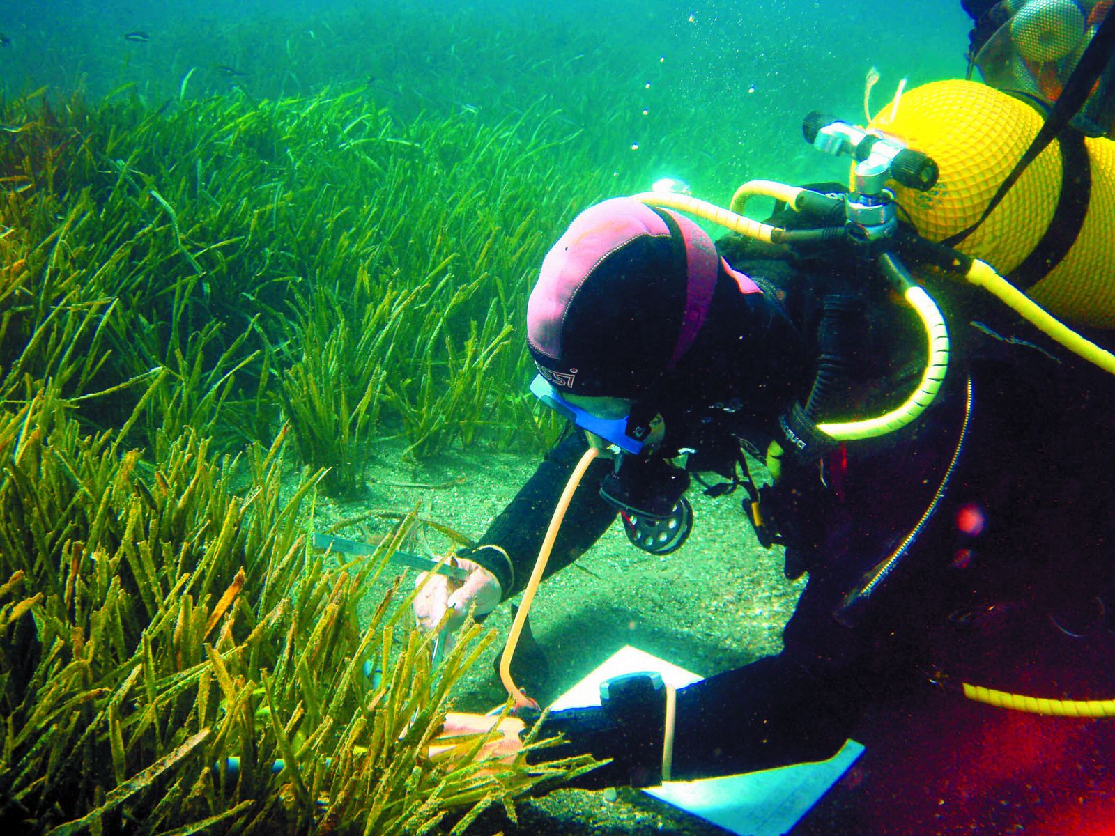 Un técnico realiza pruebas en una pradera de posidonia.