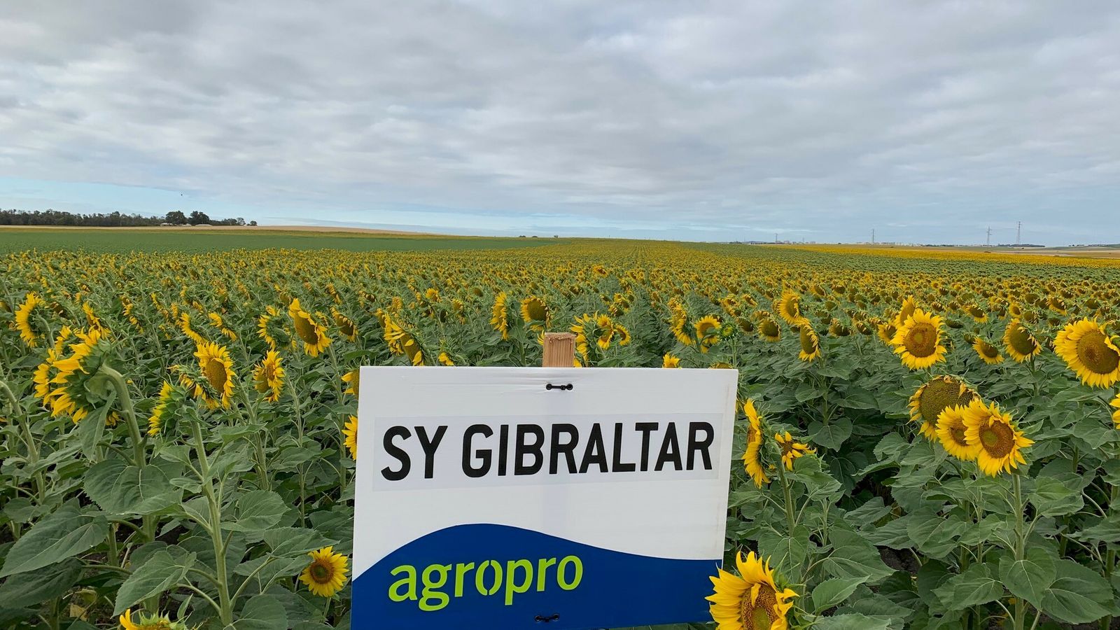 Campo de cultivo donde se ensaya con la variedad 'gibraltar', gestionada en exclusiva por Agropro