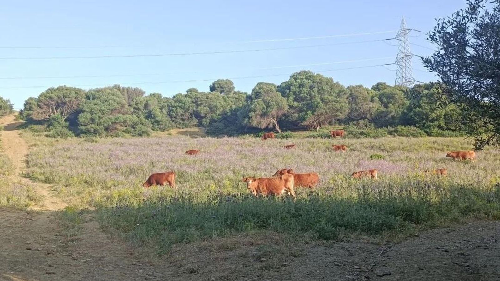 Tramo entre La Línea y San Roque. Veremos muchas vacas por esta zona.