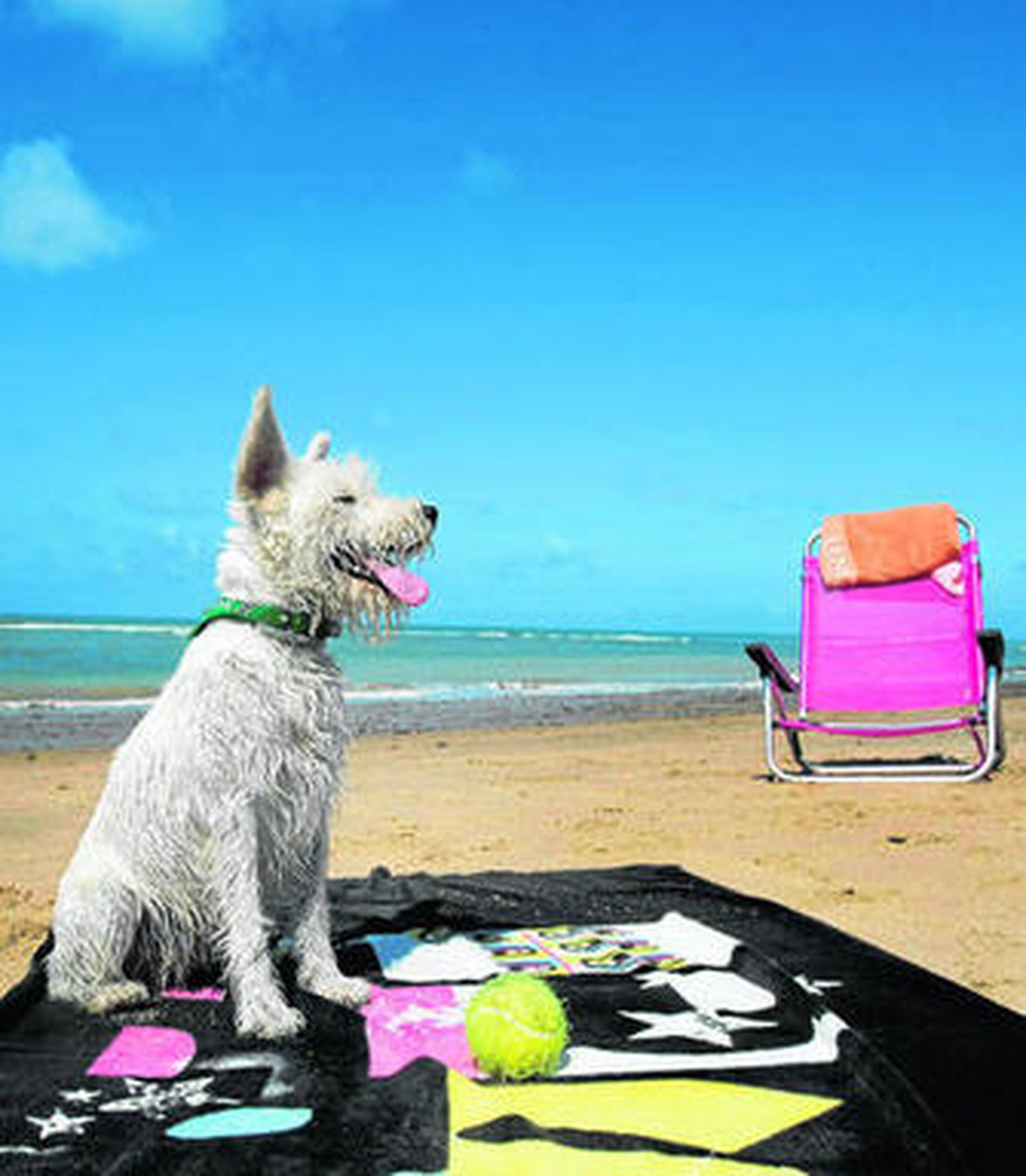 Un perro en la playa de Punta Candor, en Rota, que habilitada para estos animales.