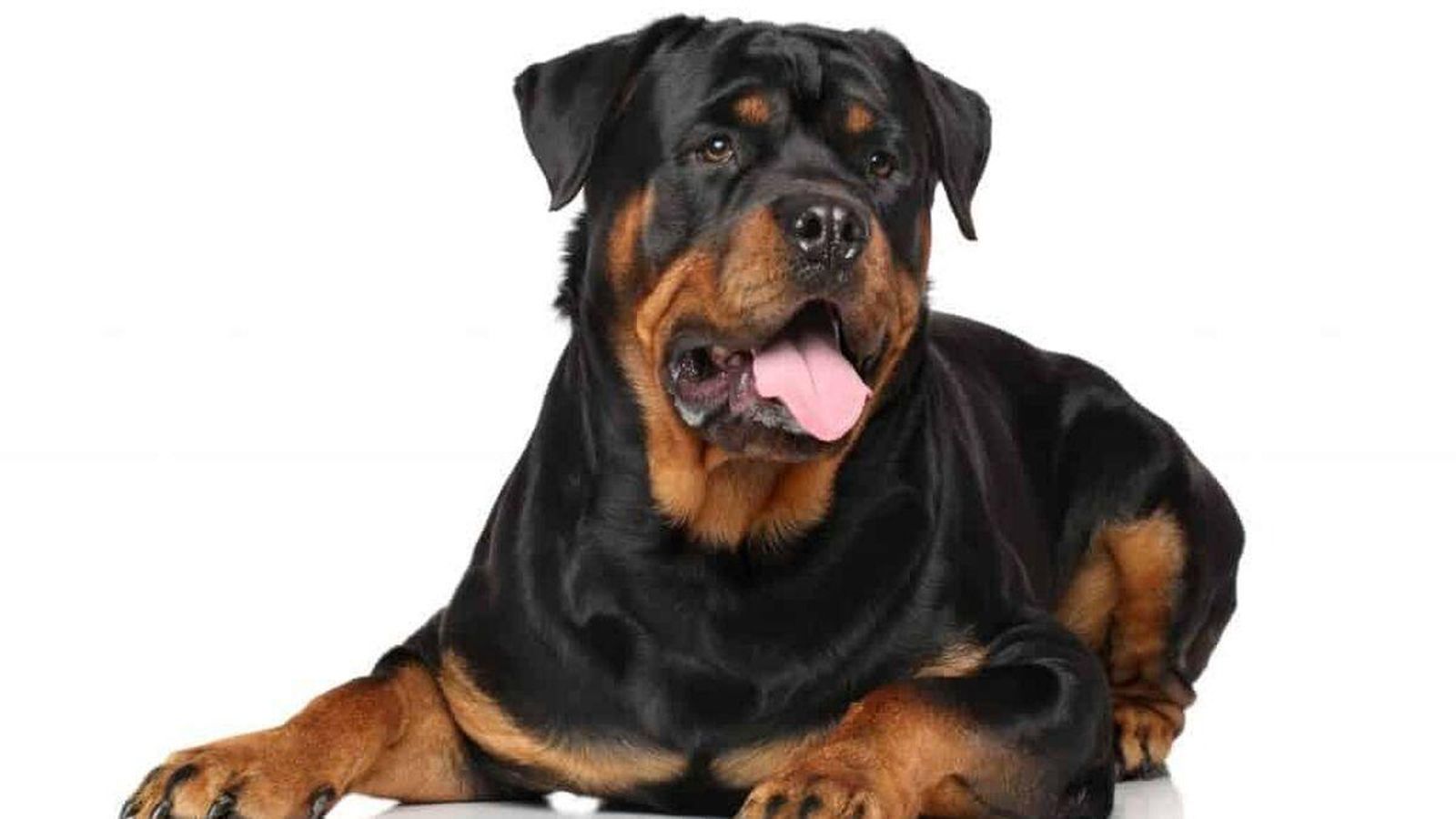 Rottweiler